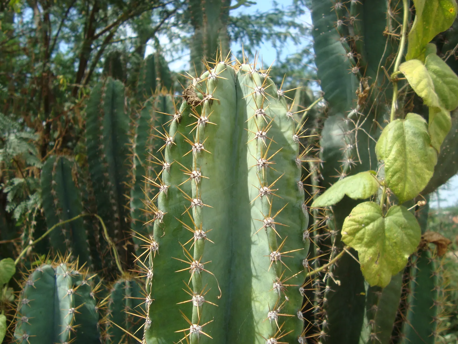 Blue Cereus (Cereus Hexagonus) — offers a distinctive sculptural aesthetic to any landscape design; towering columns reaching heights of up to 33 feet