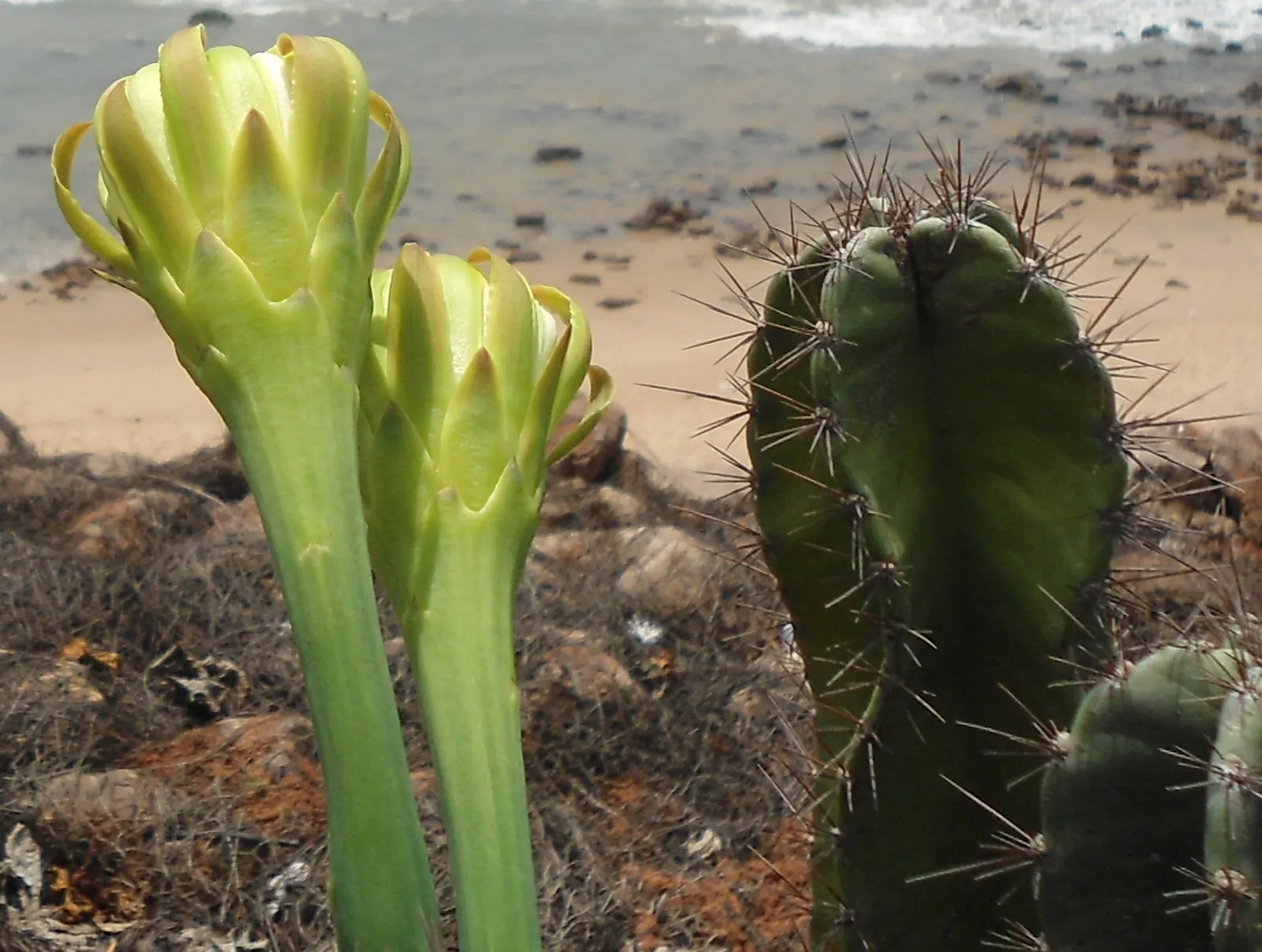 Blue Cereus (Cereus Hexagonus) — this cactus is suitable for USDA hardiness zones 9 through 11; also known as the Lady of the Night