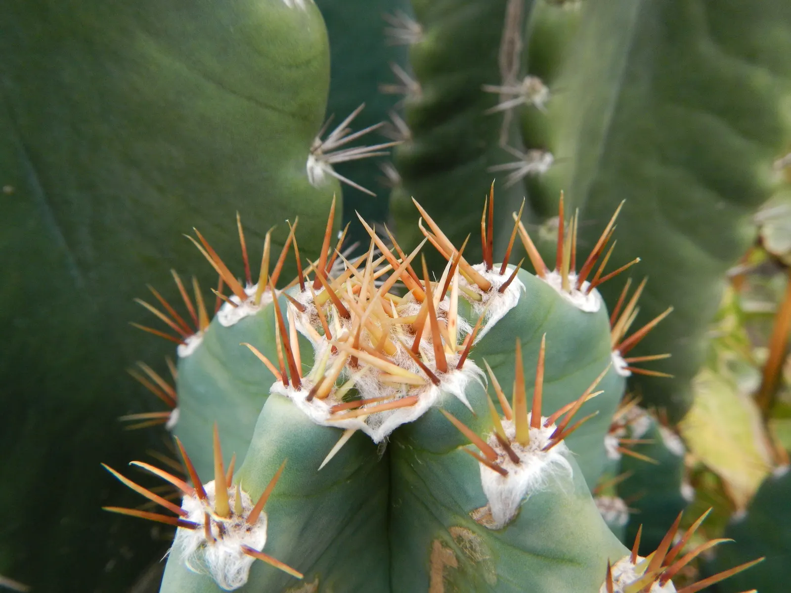Blue Cereus (Cereus Hexagonus) — When incorporated into the landscape