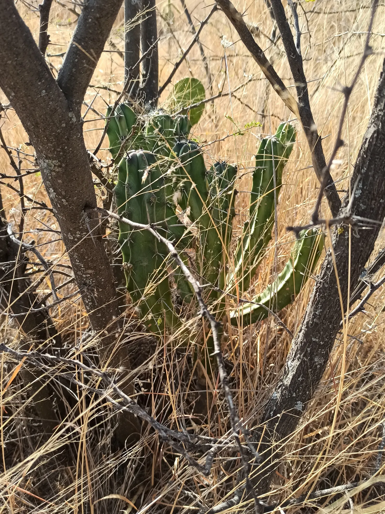 Blue Cereus (Cereus Hexagonus) — The columns tend to branch out as the plant ages, creating a natural treelike form; when incorporated into the, image 63