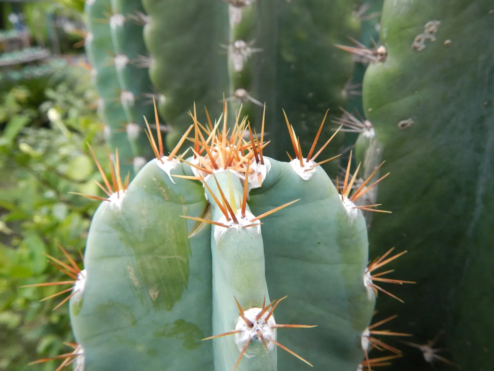 Blue Cereus (Cereus Hexagonus) — night-time blossoms offer a spectacular show