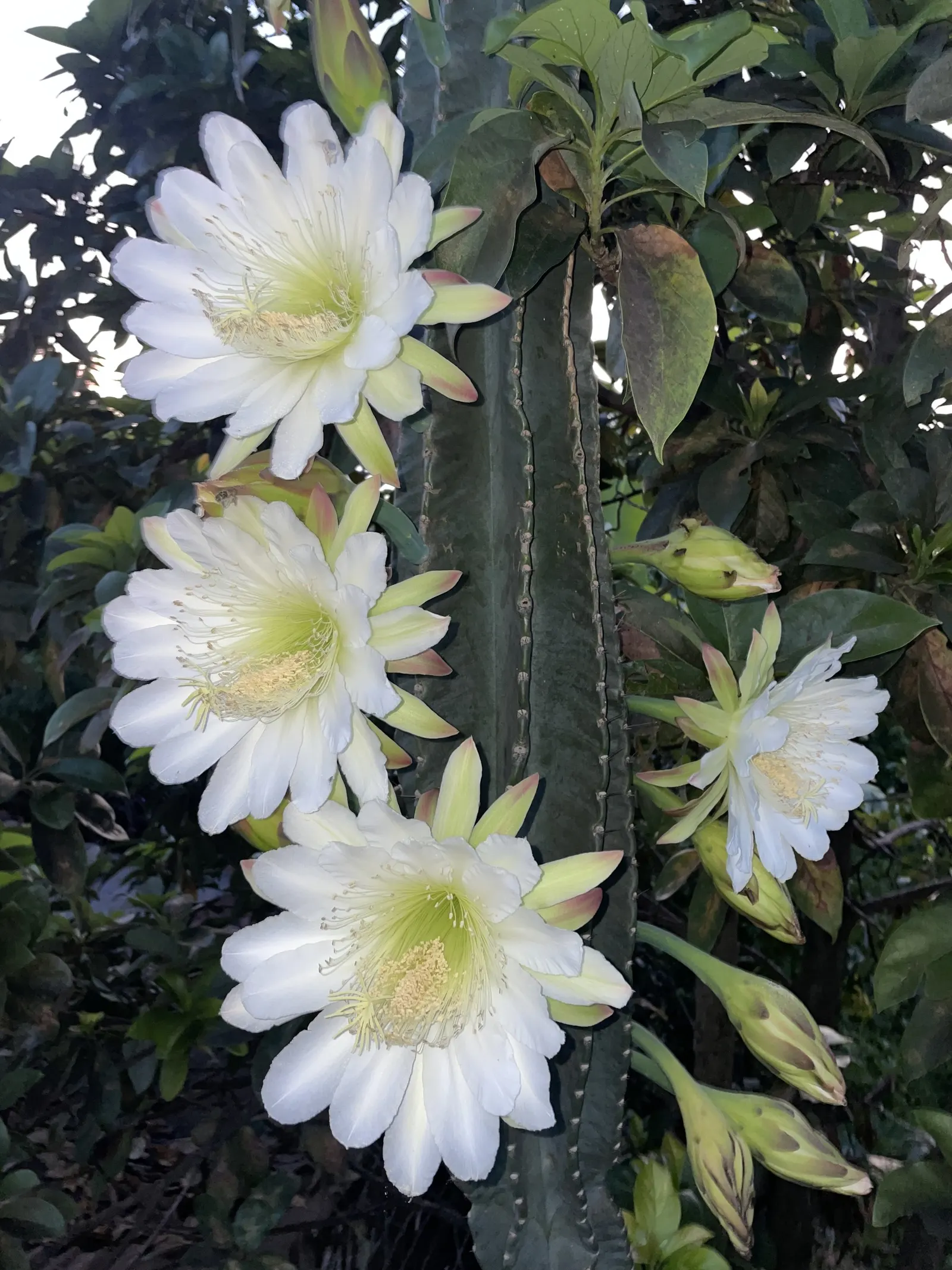 Blue Cereus (Cereus Hexagonus) — The columns tend to branch out as the plant ages, creating a natural treelike form