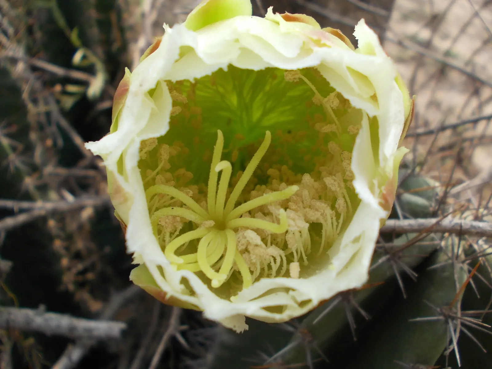 Blue Cereus (Cereus Hexagonus) — Minimal watering is needed, as the cactus is drought-tolerant, storing water in its thick stems
