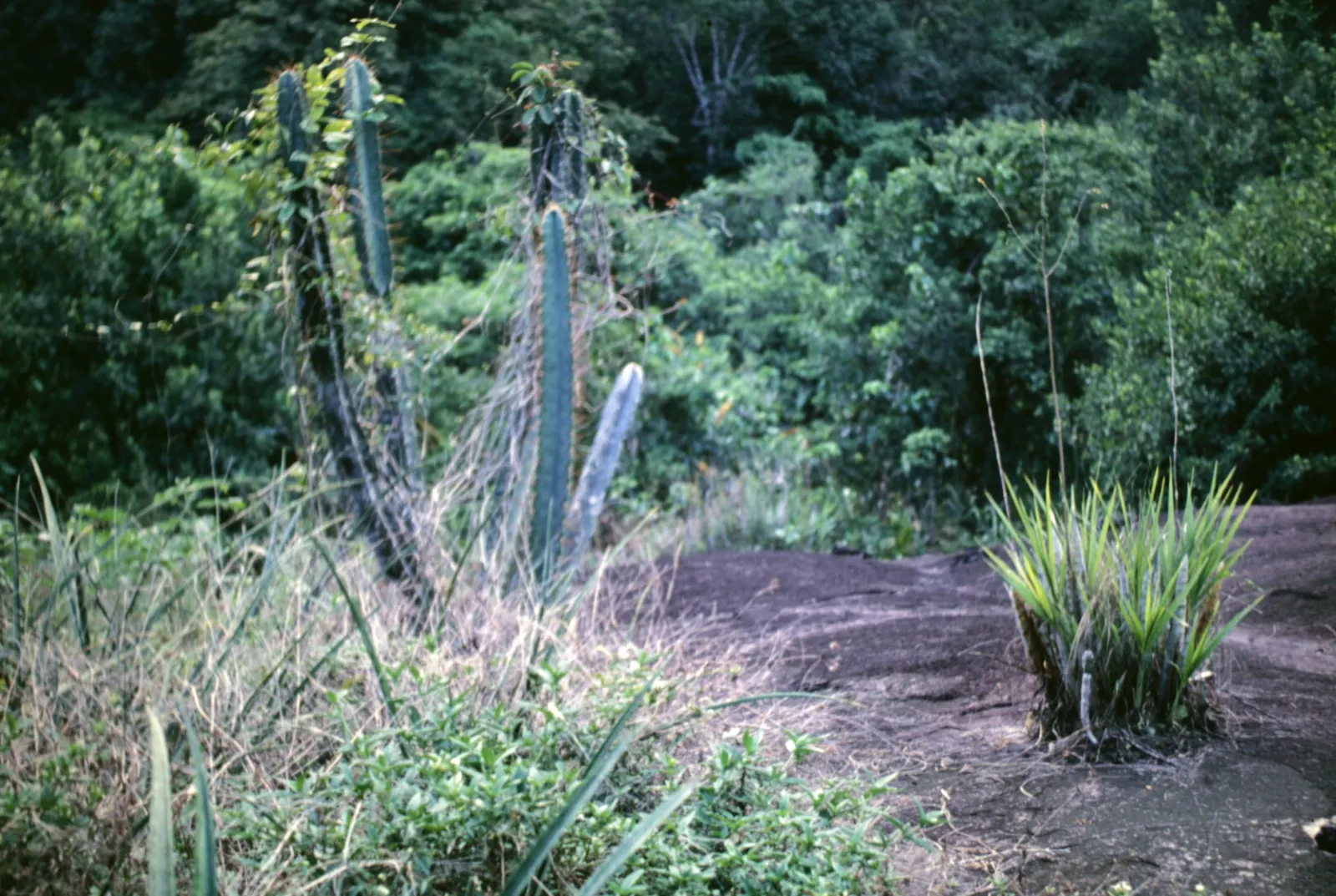 Blue Cereus (Cereus Hexagonus) — this cactus is suitable for USDA hardiness zones 9 through 11