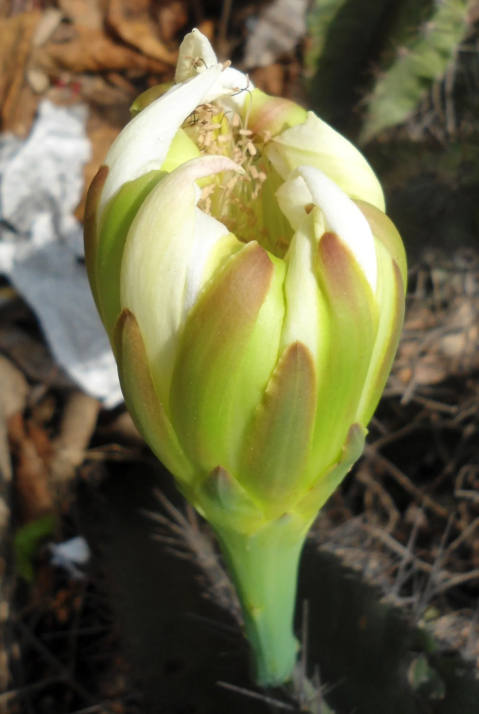 Blue Cereus (Cereus Hexagonus) — night-time blossoms offer a spectacular show; white flowers in the garden