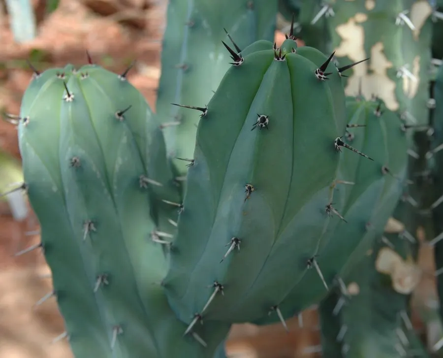 Blue Cereus (Cereus Hexagonus) — cactus for full