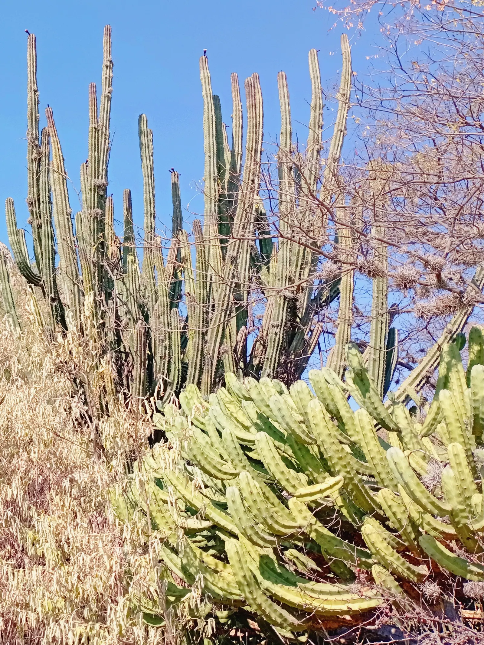 Blue Cereus (Cereus Hexagonus) — The Blue Cereus prefers full sun exposure but can tolerate partial shade; night-blooming white flowers emerge in summer