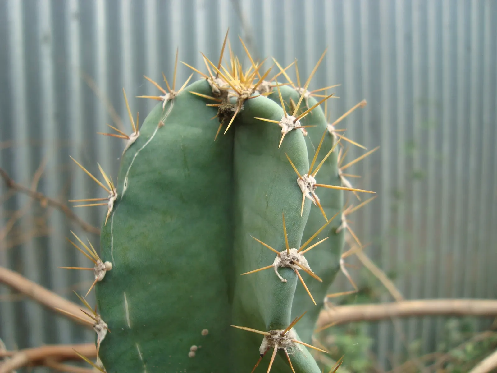 Blue Cereus (Cereus Hexagonus) — cactus with white blooms