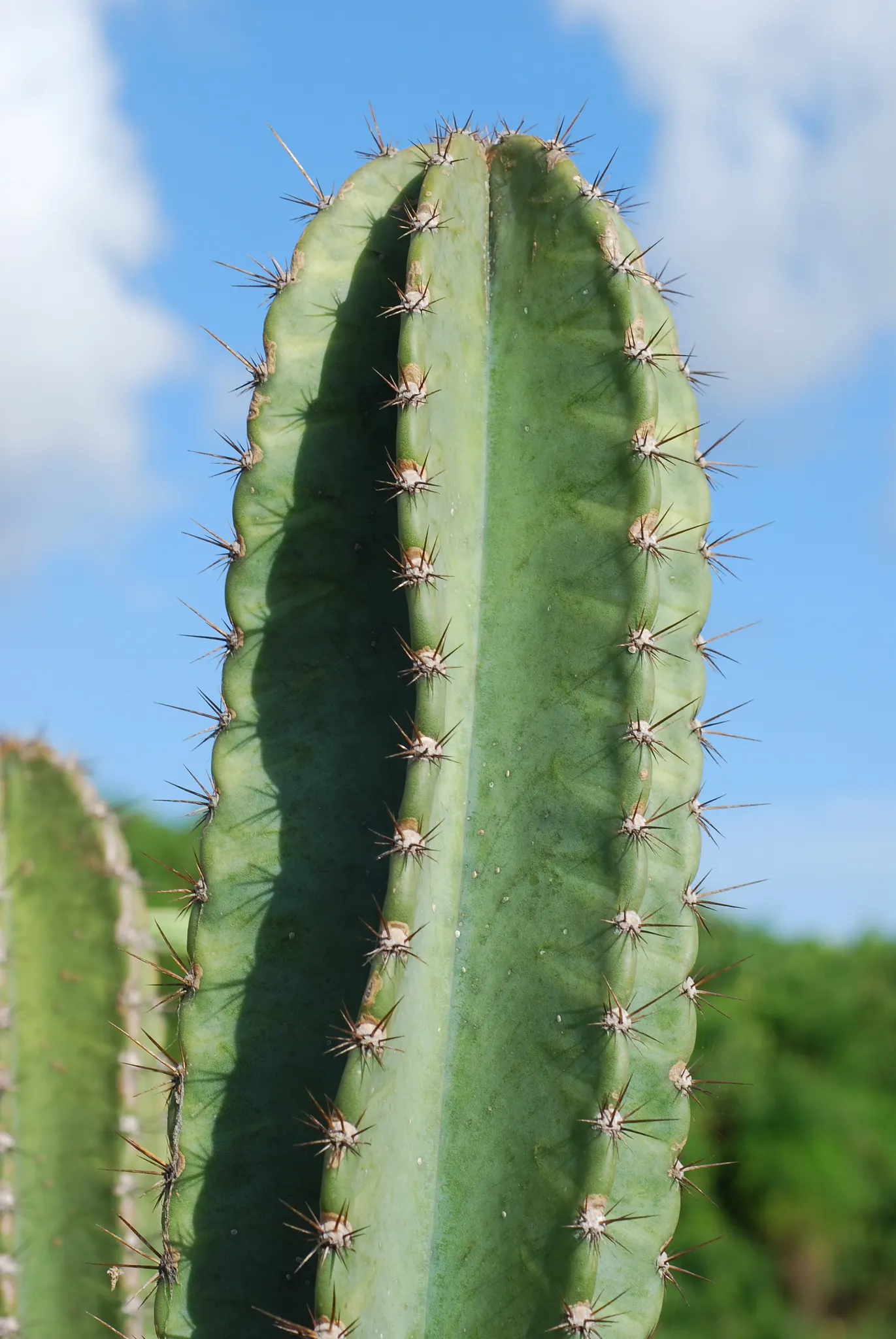 Blue Cereus (Cereus Hexagonus) — which makes it versatile for various landscape settings; waxy skin and six to eight pronounced ribs running the, image 65