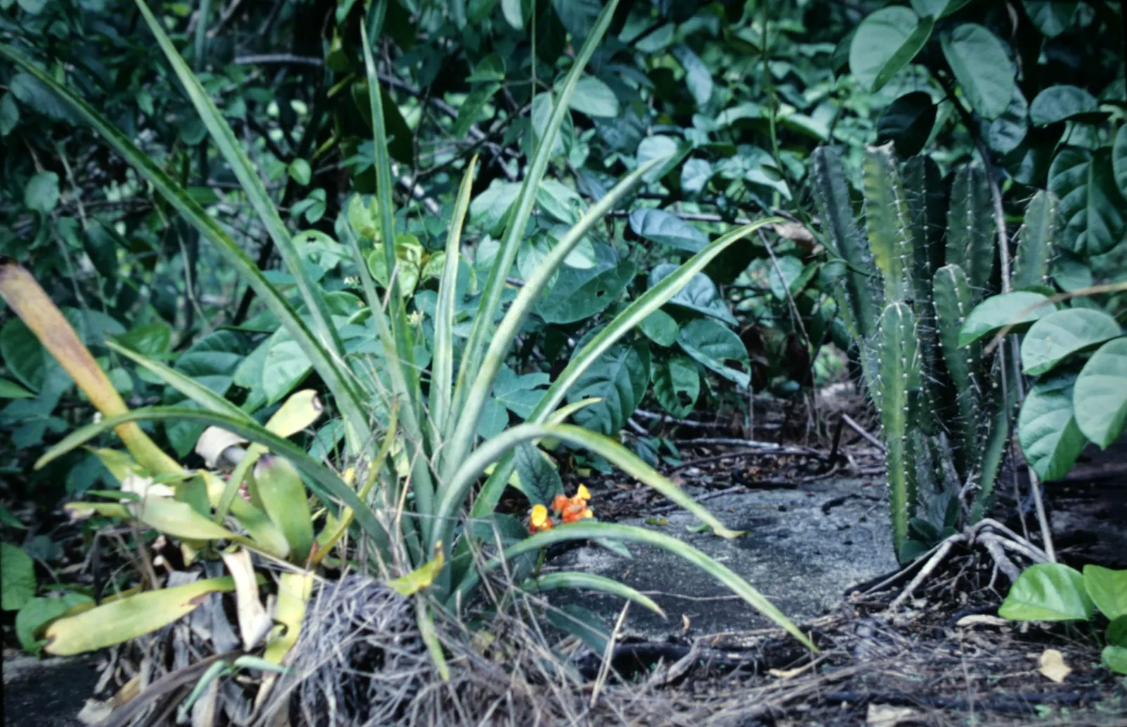 Blue Cereus (Cereus Hexagonus) — the Blue Cereus serves as a striking focal point or a dramatic backdrop for lower-growing flora; columnar cactus that can