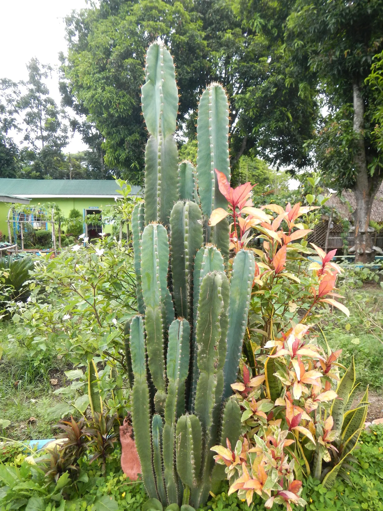 Blue Cereus (Cereus Hexagonus) — cactus for full; the Blue Cereus serves as a striking focal point or a dramatic backdrop for lower-growing flora