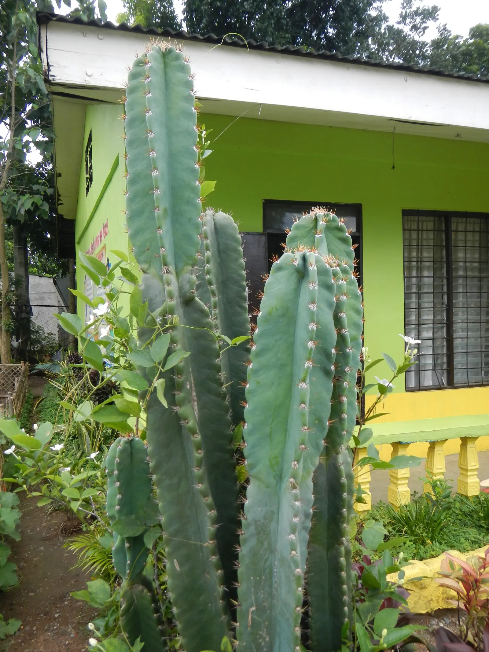 Blue Cereus (Cereus Hexagonus) — offers a distinctive sculptural aesthetic to any landscape design; towering columns reaching heights of up to 33, image 57