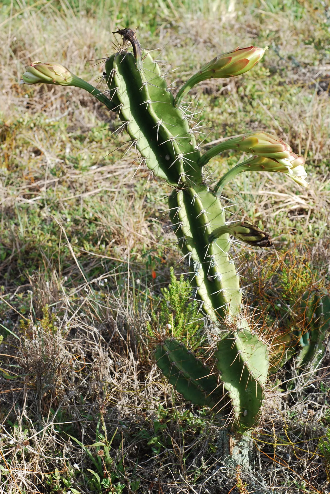 Blue Cereus (Cereus Hexagonus) — waxy skin and six to eight pronounced ribs running the length of each column make it an eye-catching addition; night-time