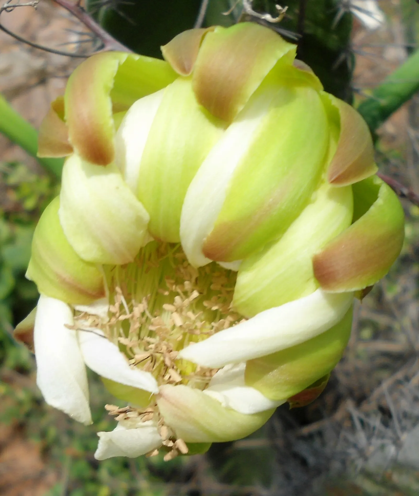 Blue Cereus (Cereus Hexagonus) — also known as the Lady of the Night
