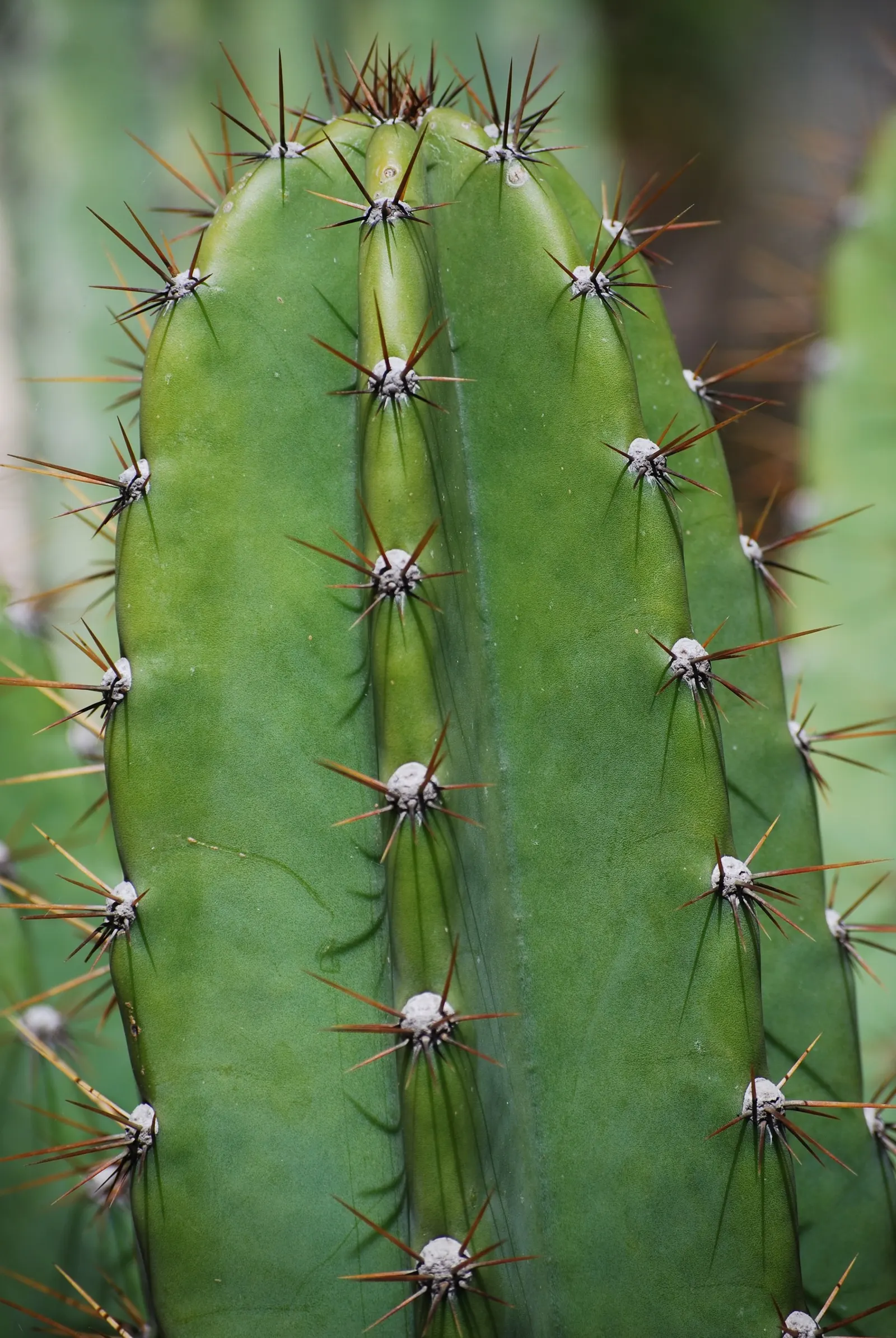 Blue Cereus (Cereus Hexagonus) — <br><br>During its blooming period in late spring to early summer