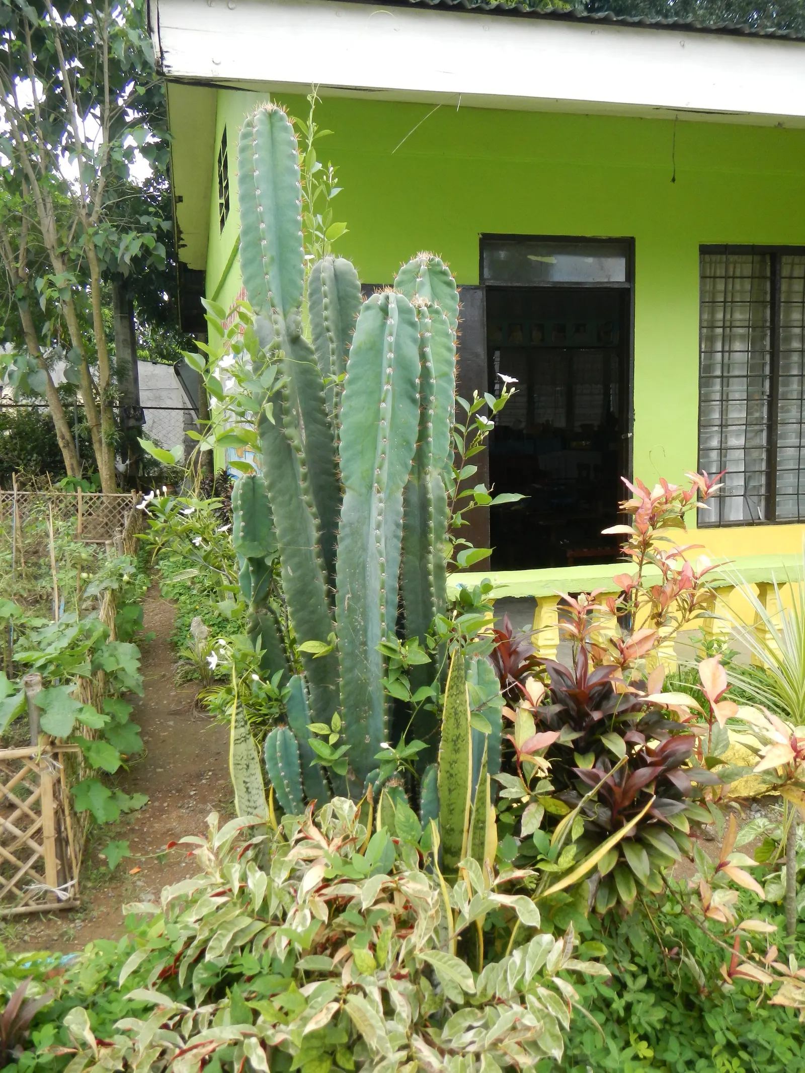 Blue Cereus (Cereus Hexagonus) — white flowers in the garden; thriving in temperatures that do not typically drop below 30&deg;F