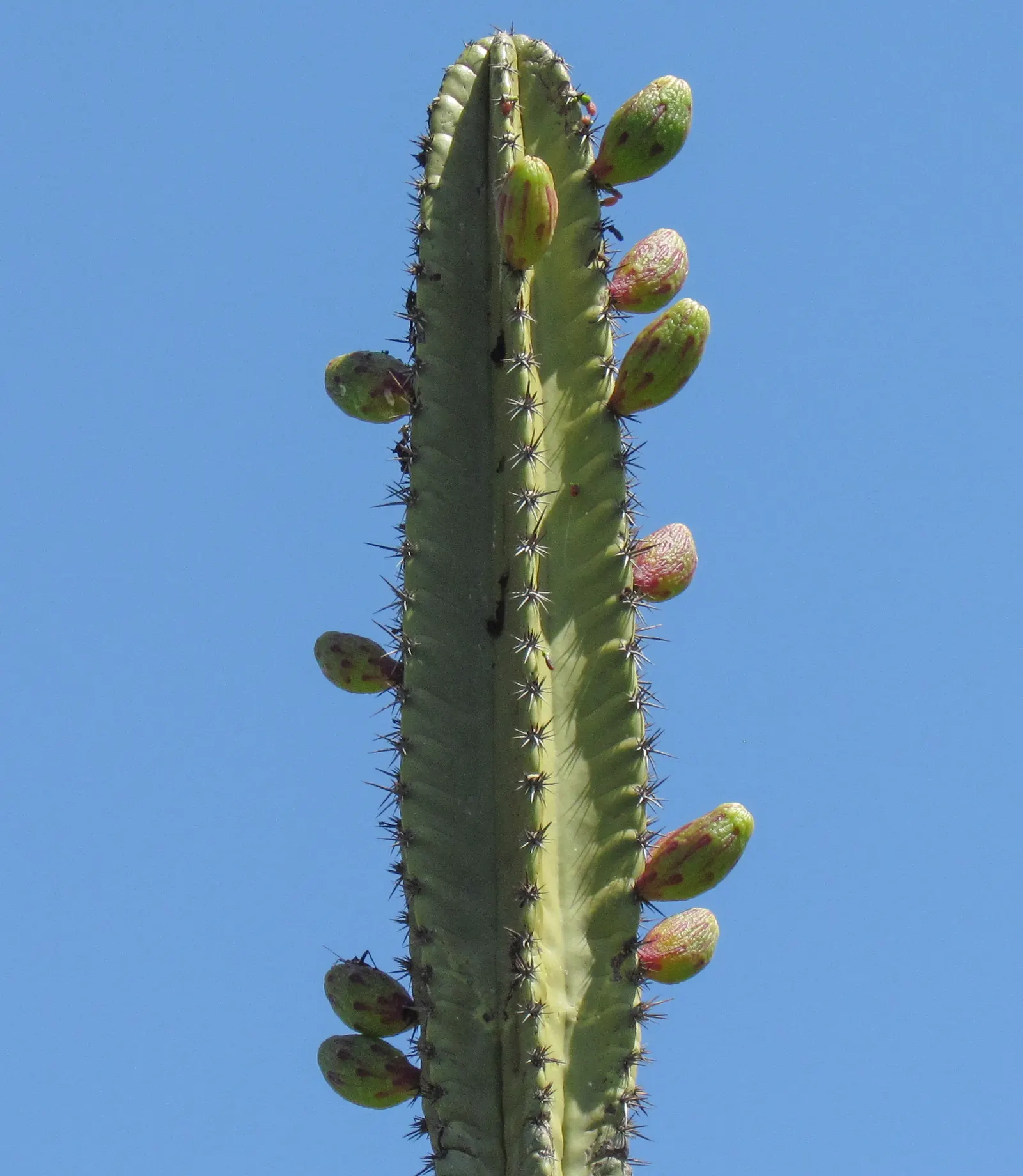 Blue Cereus (Cereus Hexagonus) — columnar cactus that can reach heights of over 20 feet; the columns tend to branch out as the plant ages, creating a natural