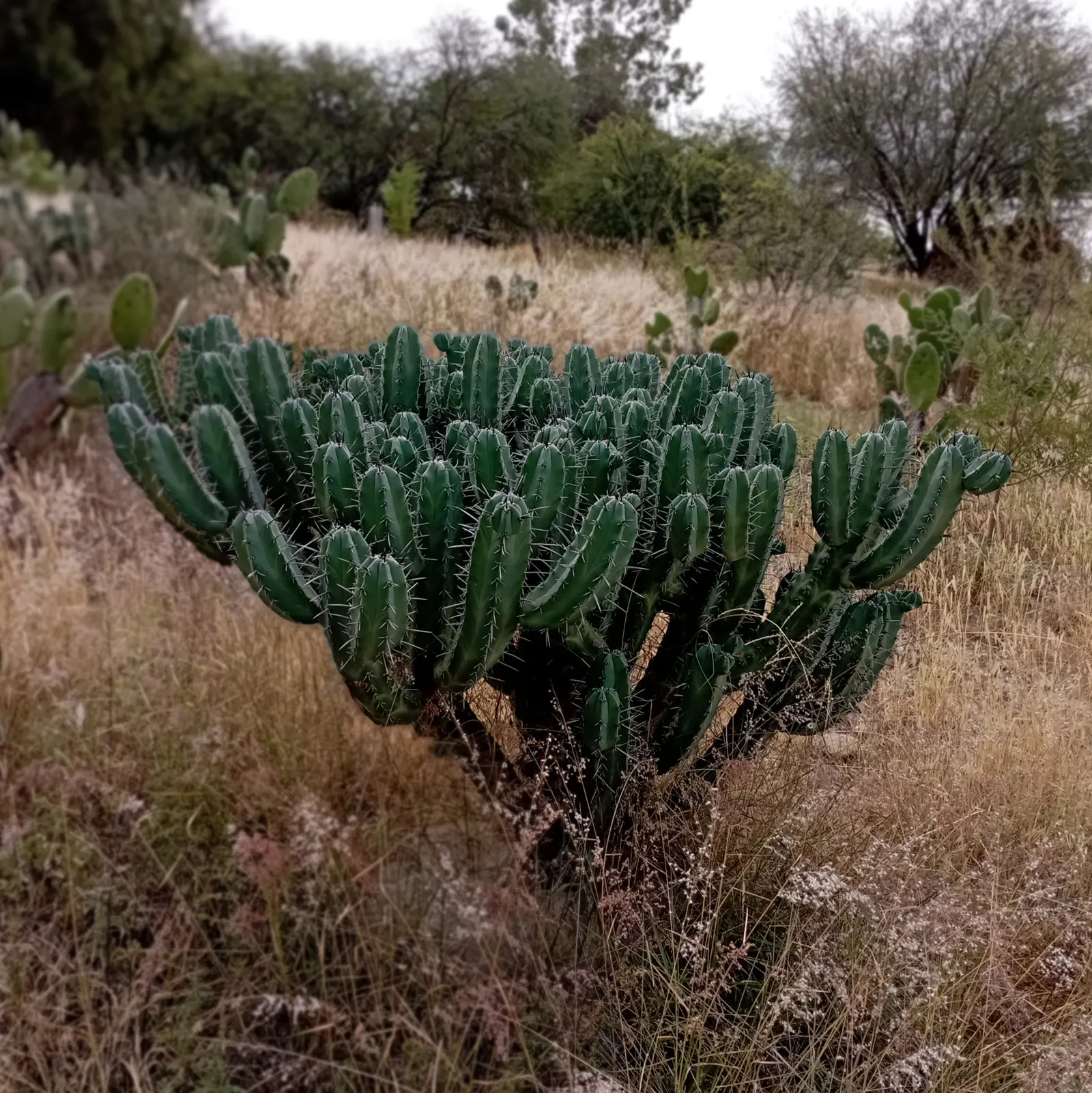 Blue Cereus (Cereus Hexagonus) — columnar cactus that can reach heights of over 20 feet; the columns tend to branch out as the plant ages, creating, image 54