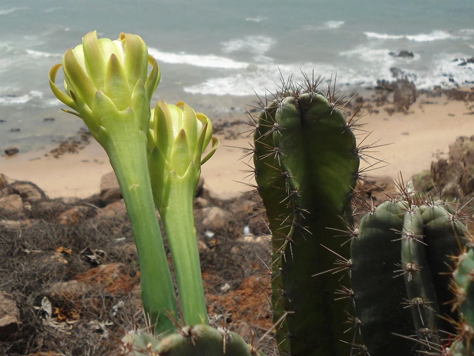 Blue Cereus (Cereus Hexagonus) — Minimal watering is needed, as the cactus is drought-tolerant, storing water in its thick stems; originating from the tropical