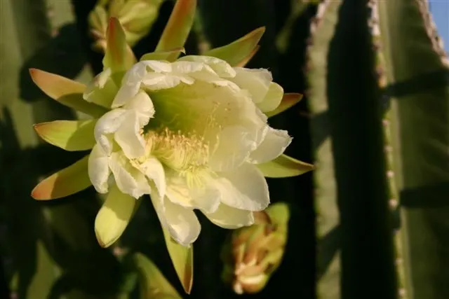 Blue Cereus (Cereus Hexagonus) — also known as the Lady of the Night; ideal for dry, well-drained areas, it requires minimal maintenance and full, image 53