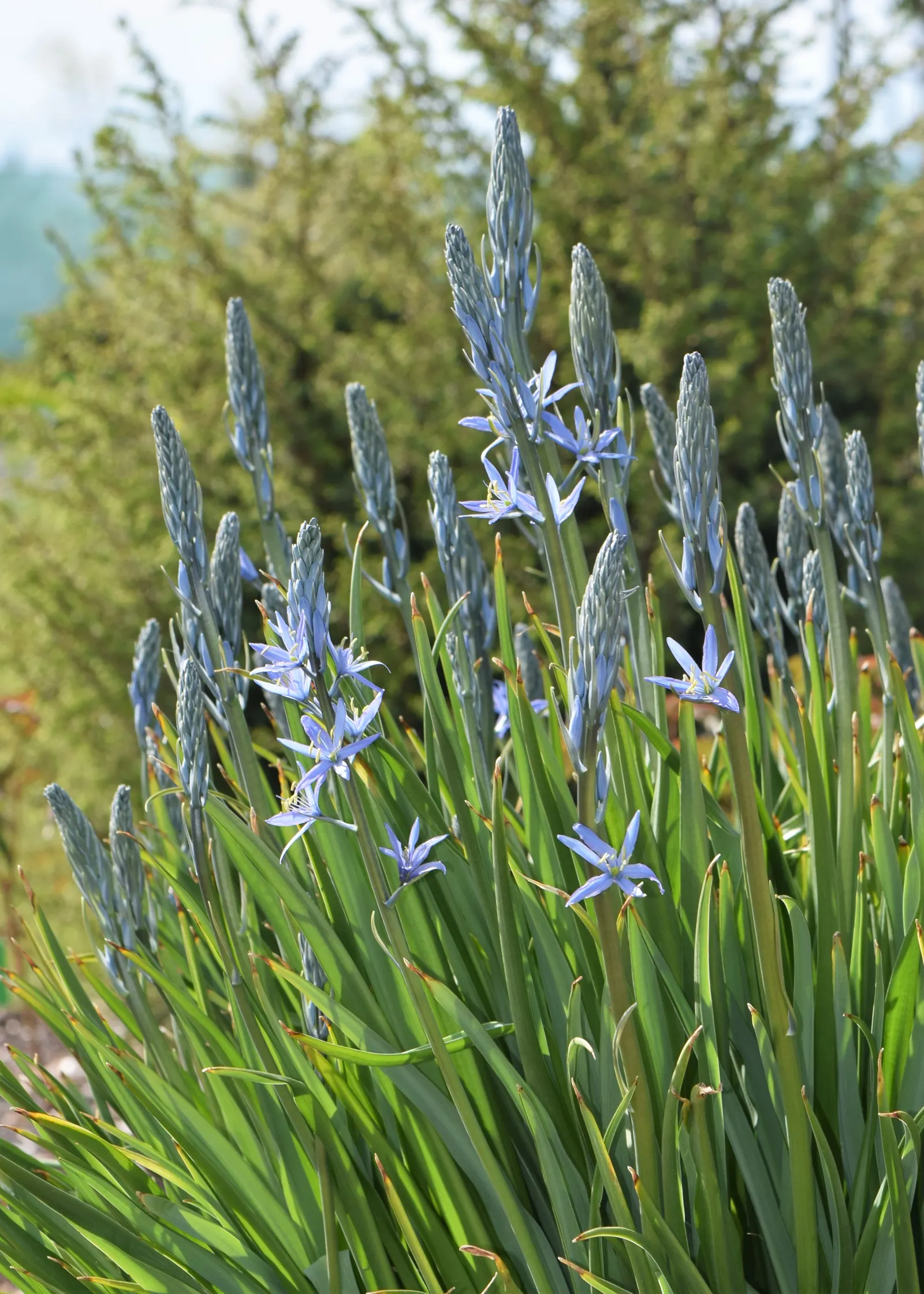 Blue Cereus (Cereus Hexagonus) — Night-blooming white flowers emerge in summer, offering a contrast against the blue tones; pinkish-red fruits that are