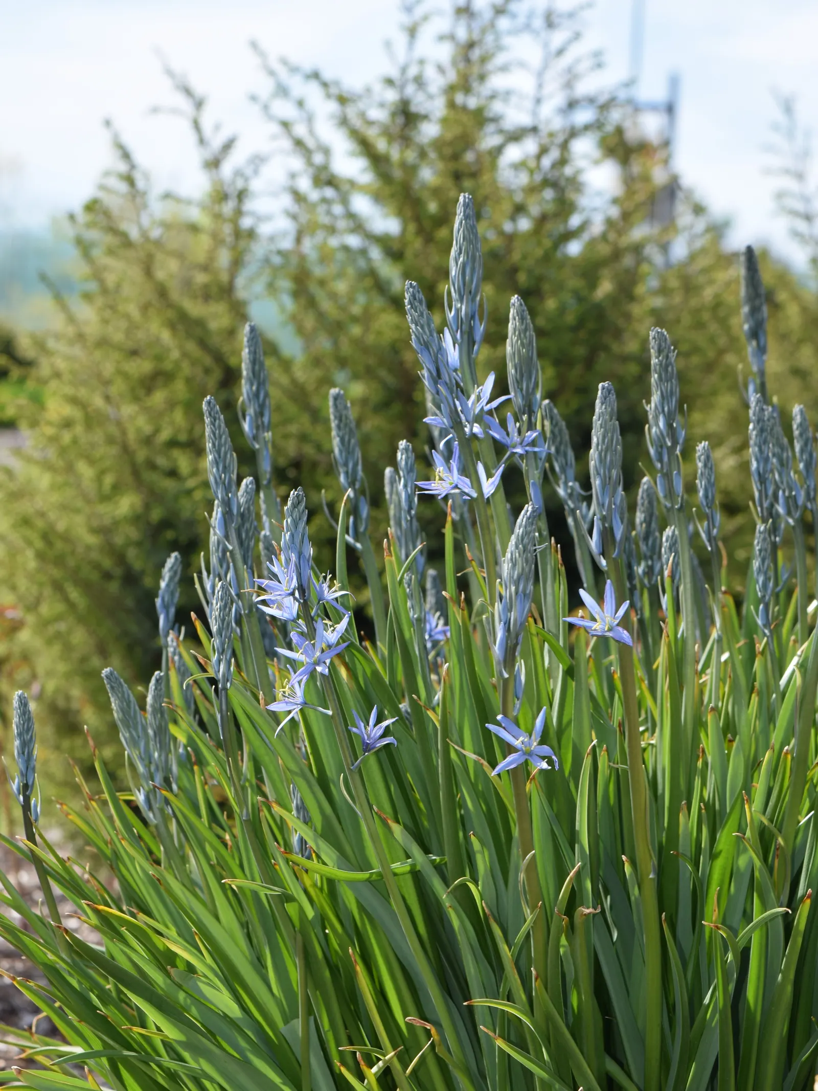 Blue Cereus (Cereus Hexagonus) — Night-blooming white flowers emerge in summer, offering a contrast against the blue tones