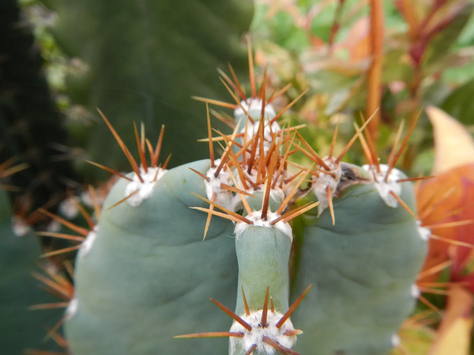 Blue Cereus (Cereus Hexagonus) — ensure the plant is in well-draining soil to prevent root rot; sandy or rocky substrates are ideal