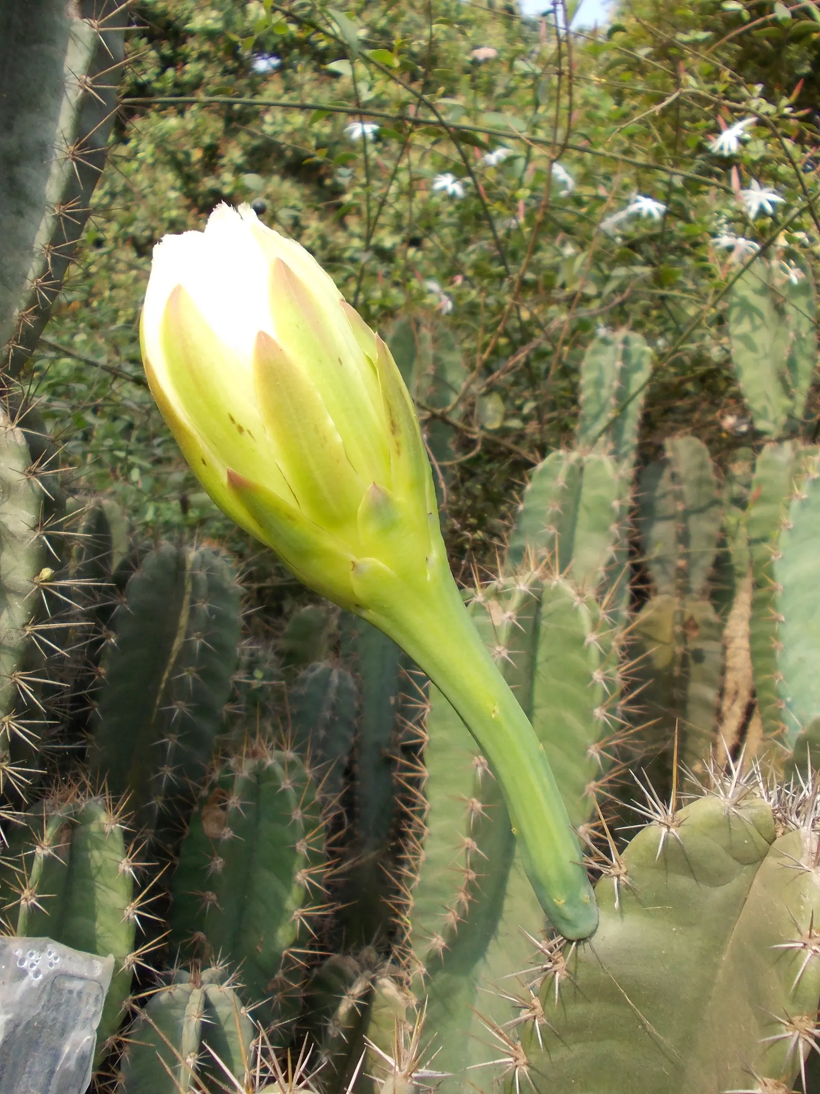 Blue Cereus (Cereus Hexagonus) — towering columns reaching heights of up to 33 feet; which makes it versatile for various landscape settings