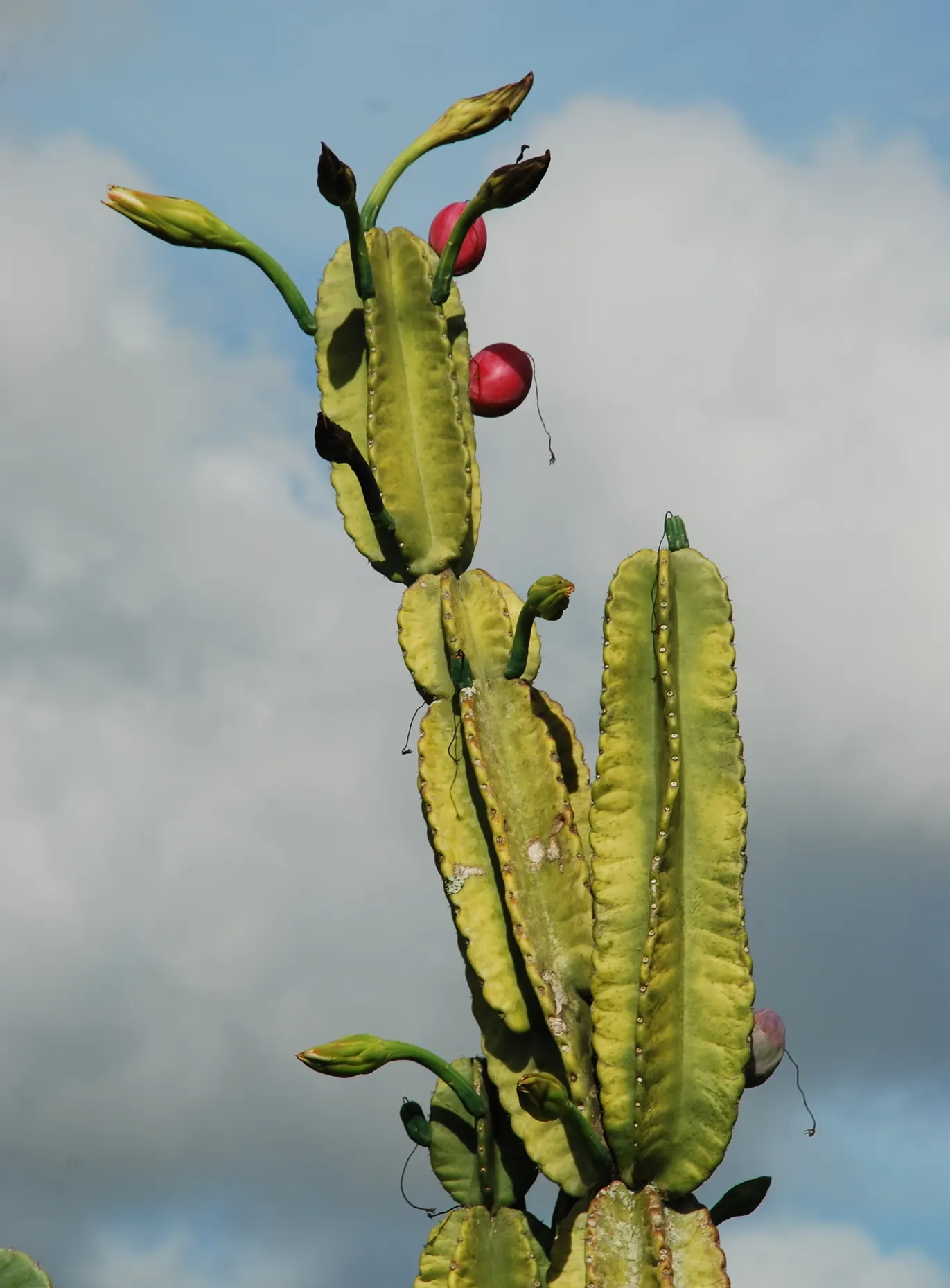 Blue Cereus (Cereus Hexagonus) — offers a distinctive sculptural aesthetic to any landscape design