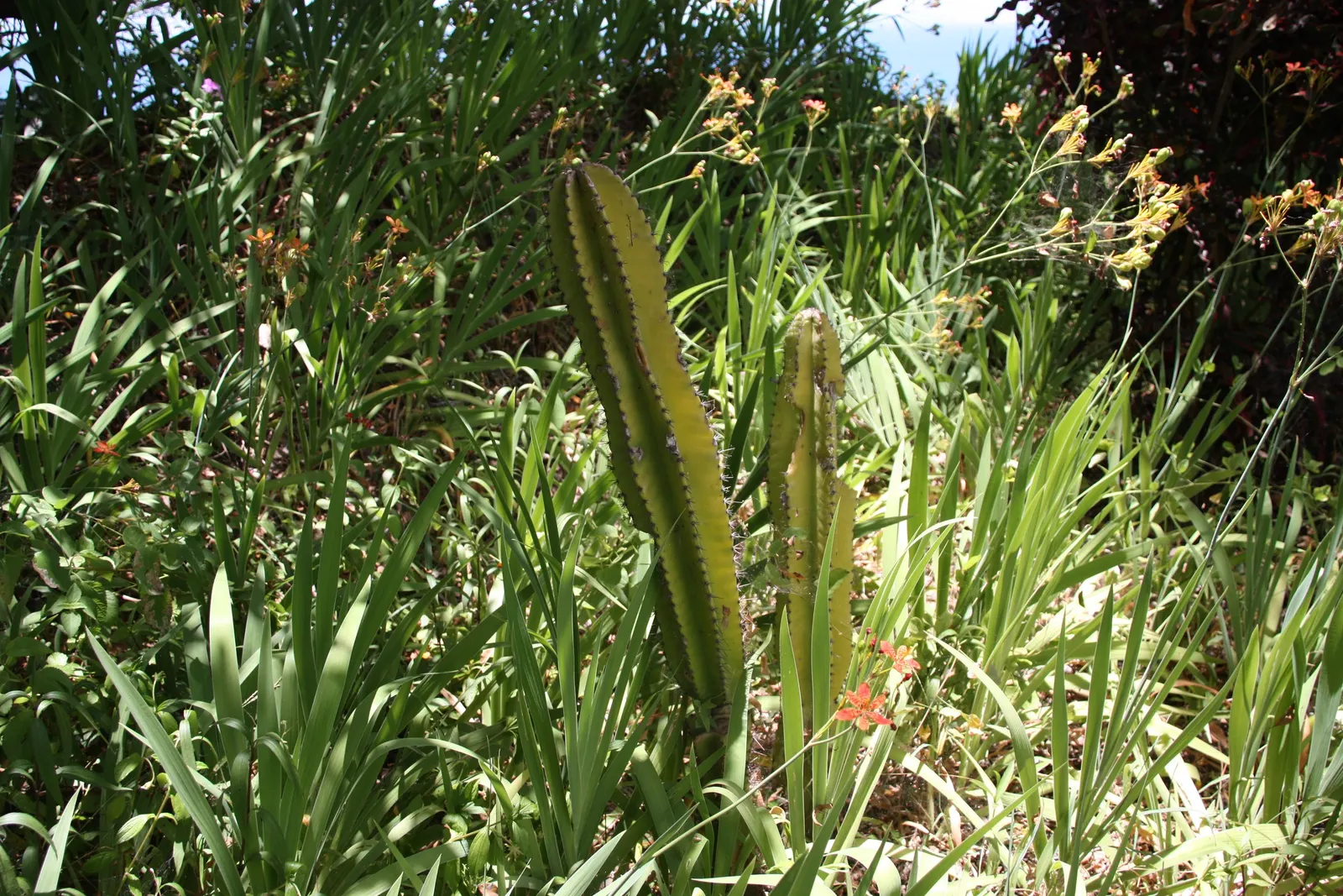 Blue Cereus (Cereus Hexagonus) — <br><br>During its blooming period in late spring to early summer; they are followed by edible, image 66