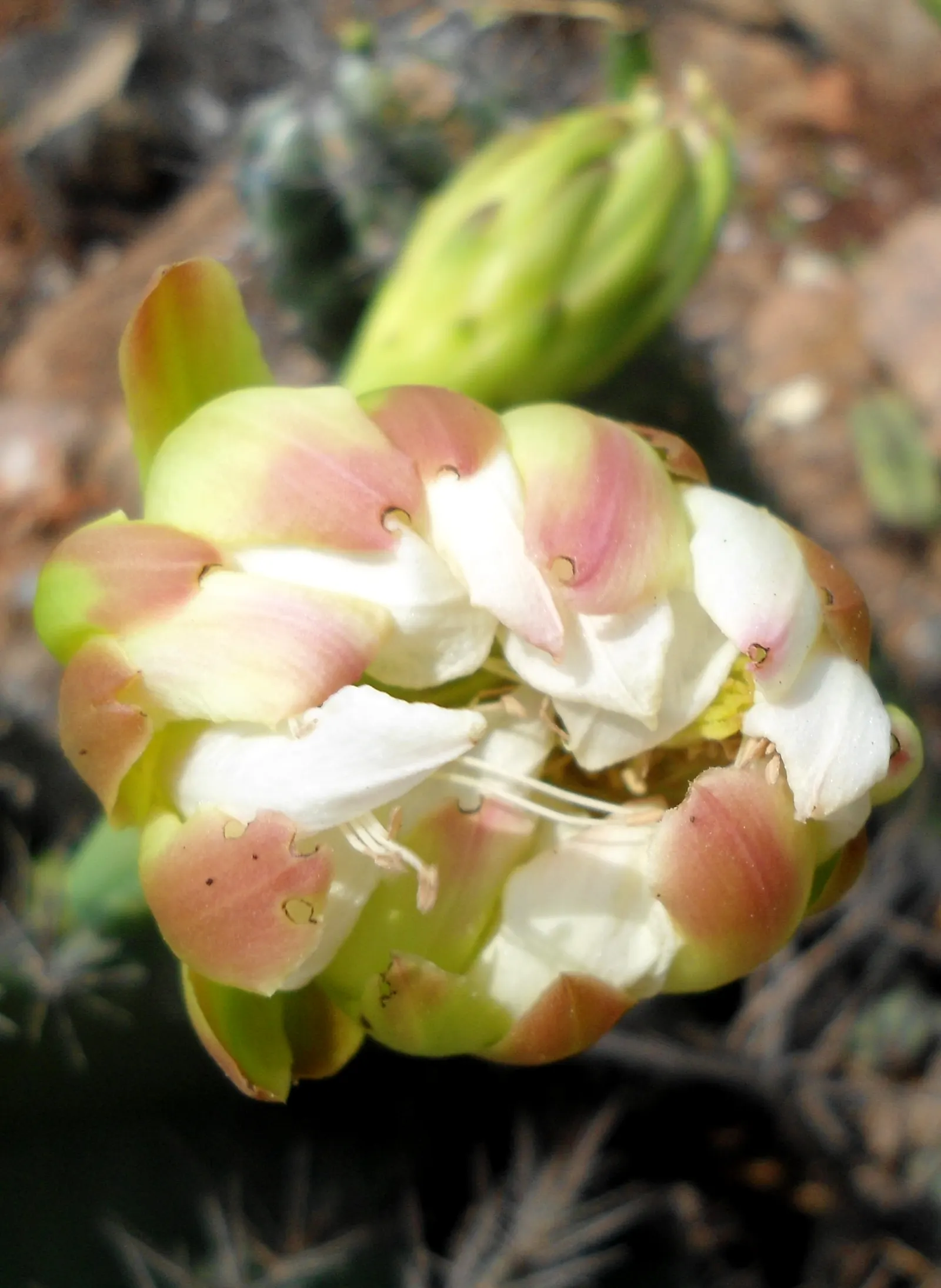 Blue Cereus (Cereus Hexagonus) — Originating from the tropical rainforests of South America; minimal watering is needed, as the cactus is, image 59
