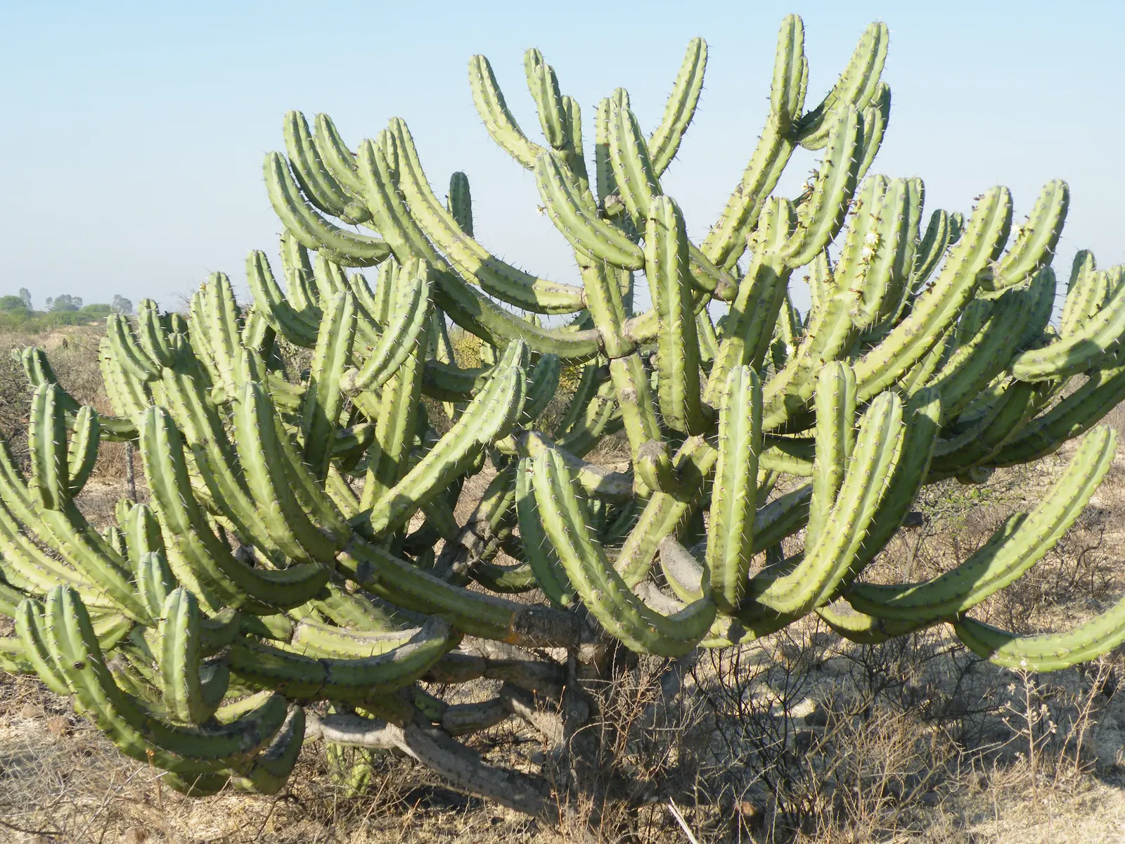 Blue Cereus (Cereus Hexagonus) — The columns tend to branch out as the plant ages, creating a natural treelike form; when incorporated into the landscape