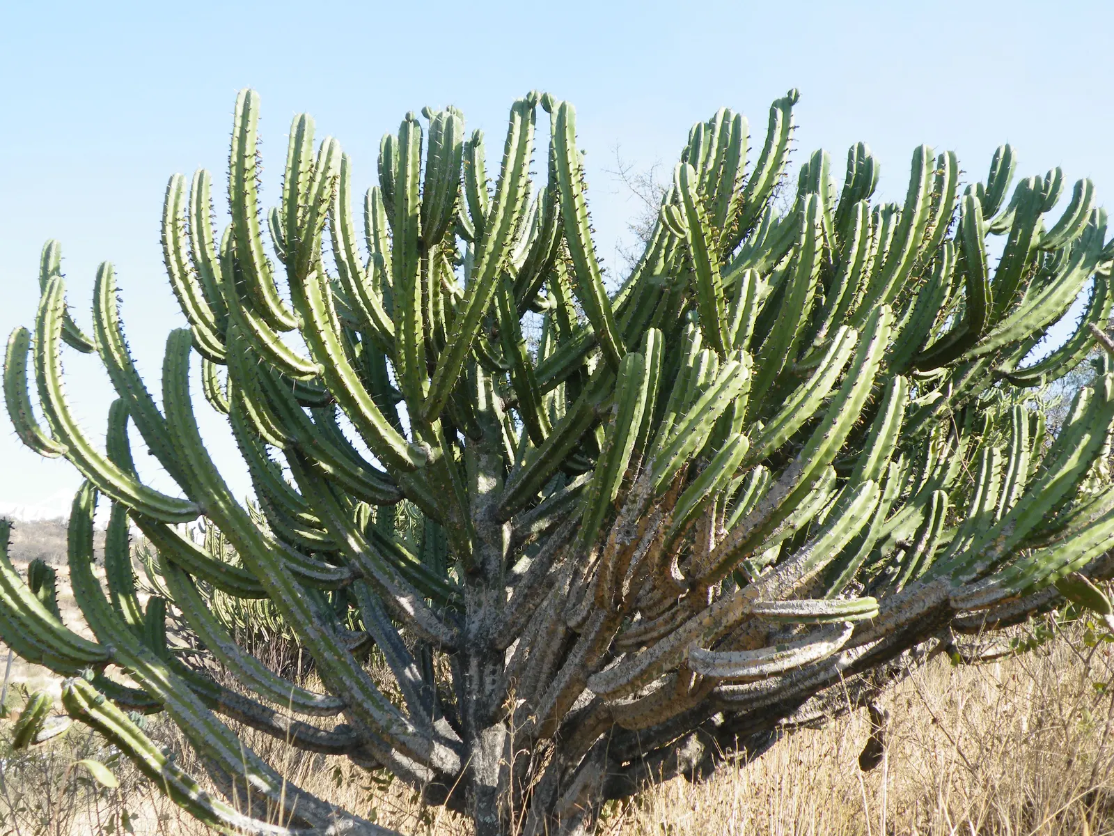 Blue Cereus (Cereus Hexagonus) — pinkish-red fruits that are approximately 2 to 4 inches long.<br><br>For proper care; ensure the plant is in well-draining