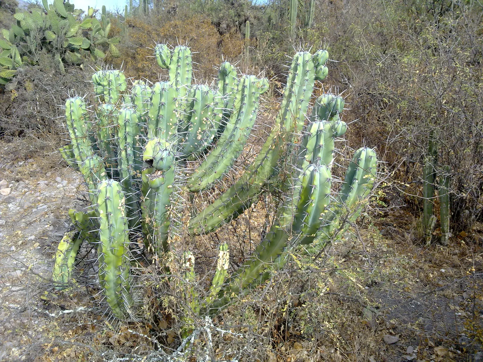 Blue Cereus (Cereus Hexagonus) — white flowers in the garden