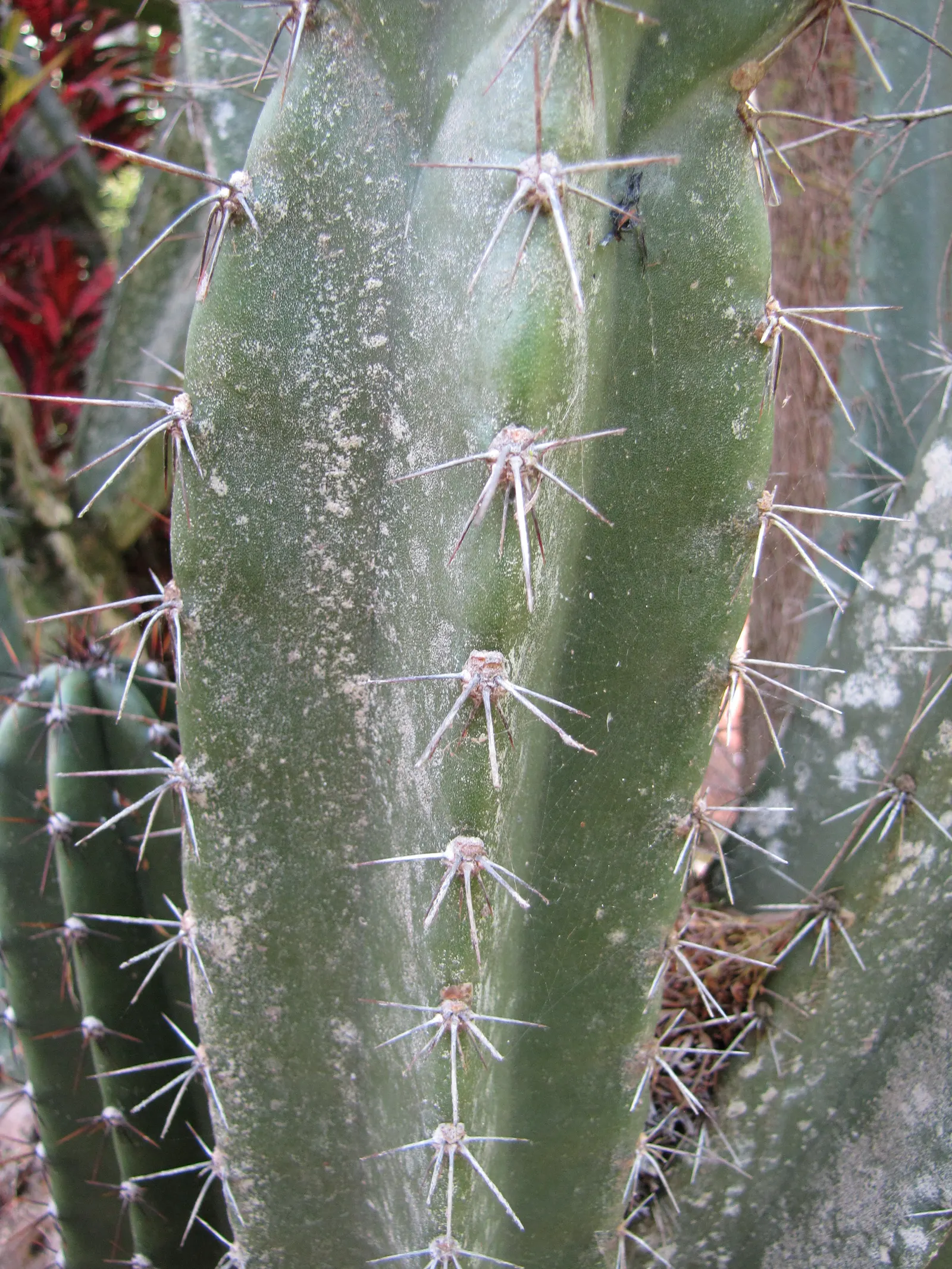 Blue Cereus (Cereus Hexagonus) — When incorporated into the landscape; regularity of watering can be adjusted seasonally, with less frequency during the cooler