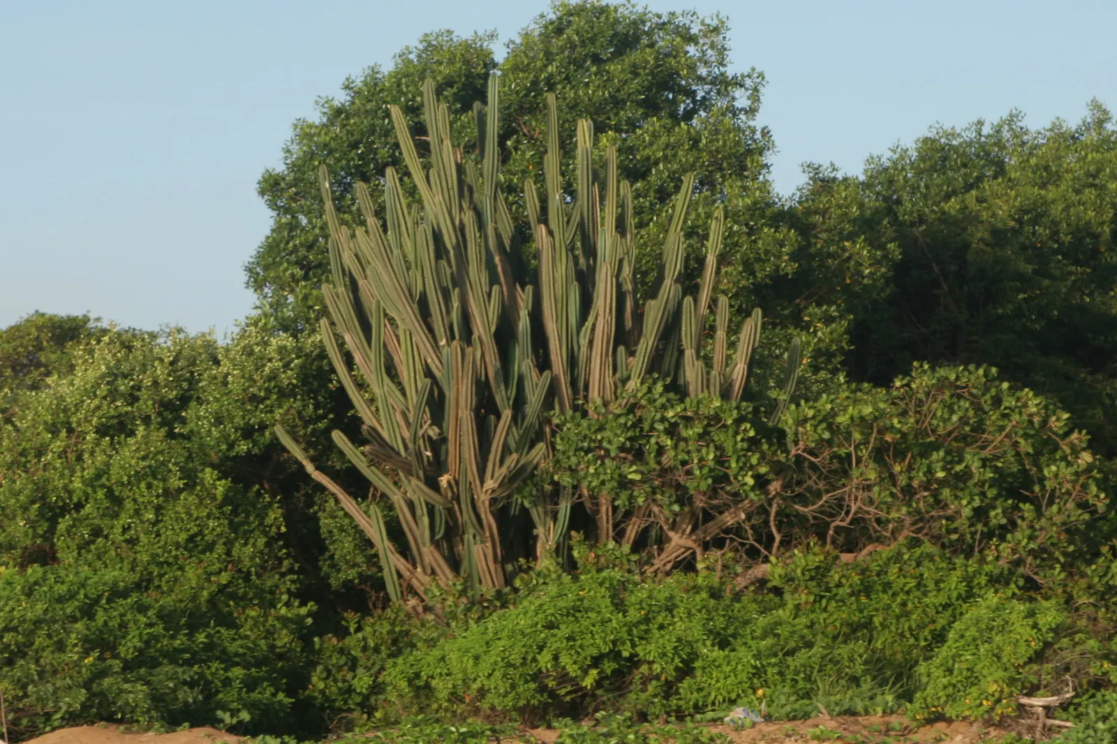 Blue Cereus (Cereus Hexagonus) — The Blue Cereus prefers full sun exposure but can tolerate partial shade