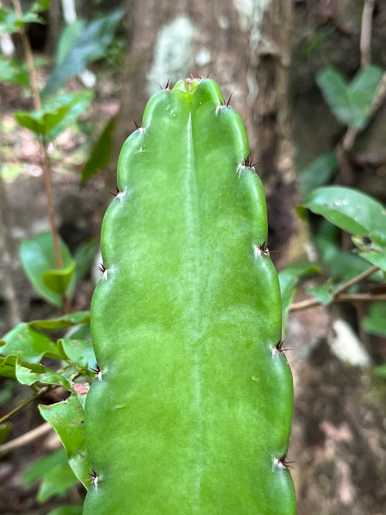 Blue Cereus (Cereus Hexagonus) — Originating from the tropical rainforests of South America