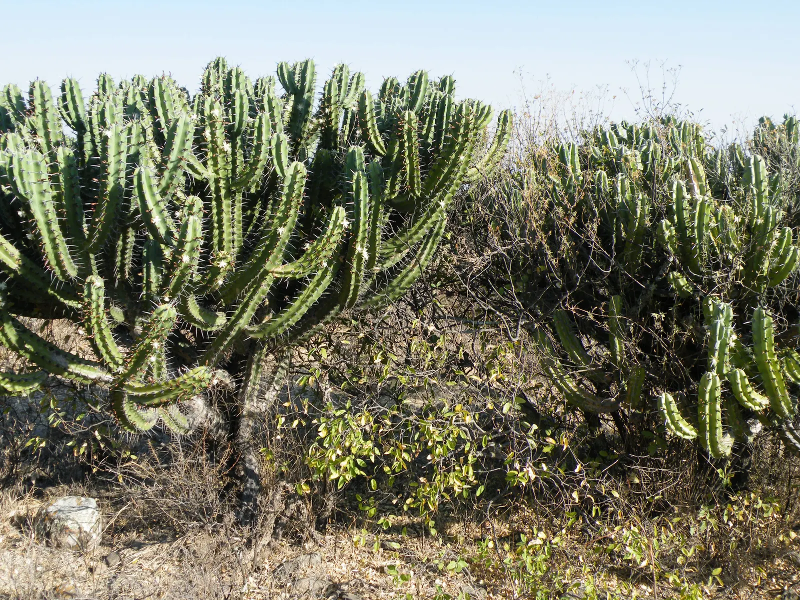 Blue Cereus (Cereus Hexagonus) — columnar cactus that can reach heights of over 20 feet