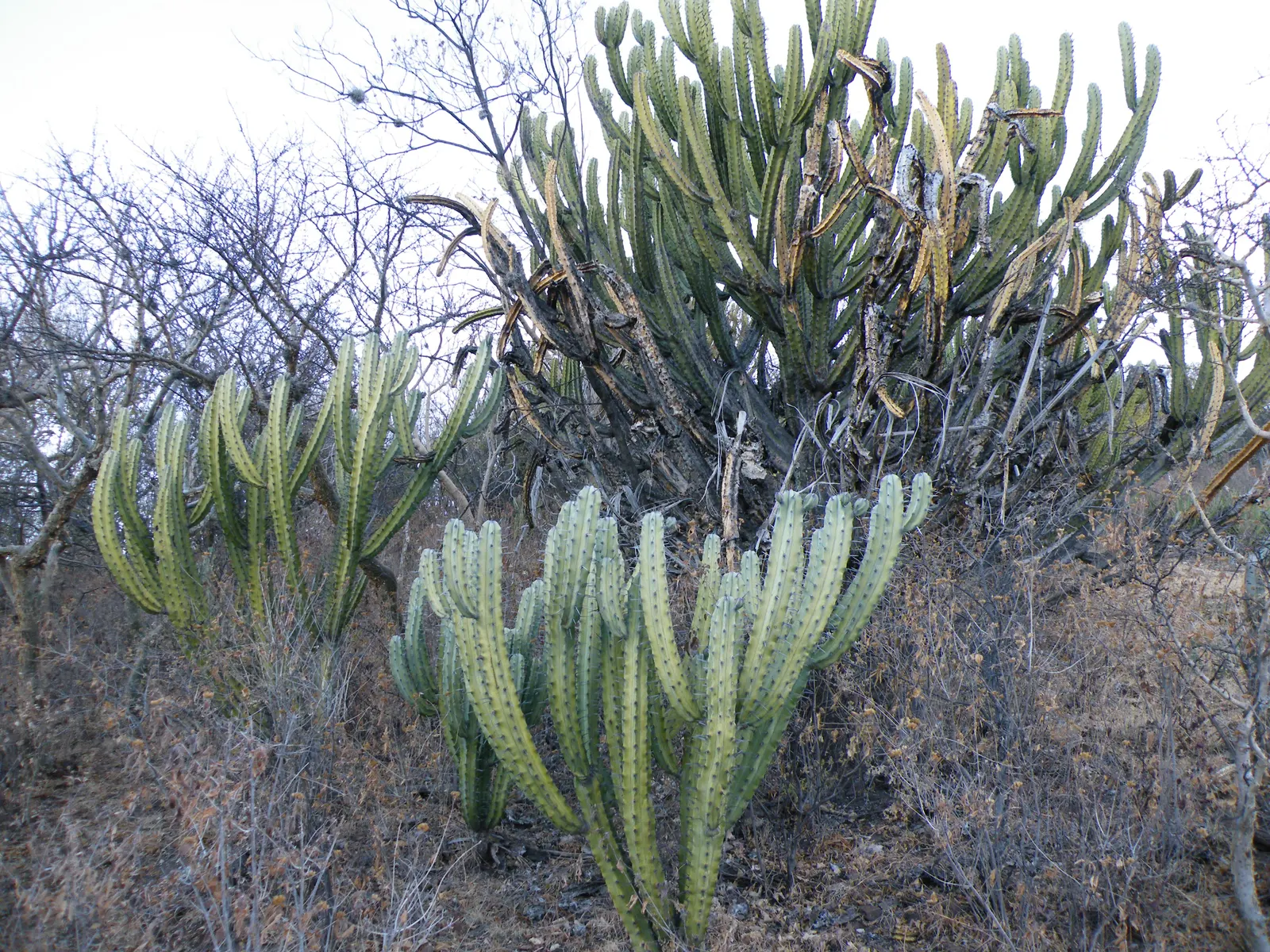Blue Cereus (Cereus Hexagonus) — the Blue Cereus serves as a striking focal point or a dramatic backdrop for lower-growing flora