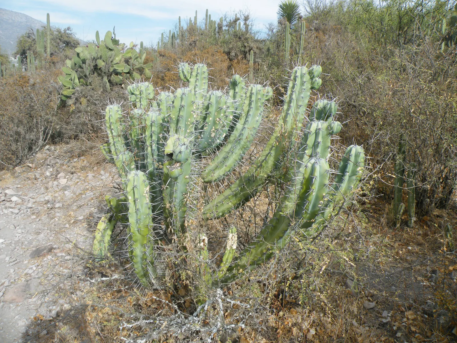 Blue Cereus (Cereus Hexagonus) — pinkish-red fruits that are approximately 2 to 4 inches long.<br><br>For proper care