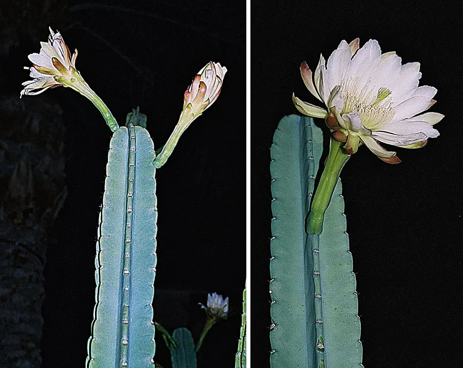 Blue Cereus (Cereus Hexagonus) — Regularity of watering can be adjusted seasonally, with less frequency during the cooler months