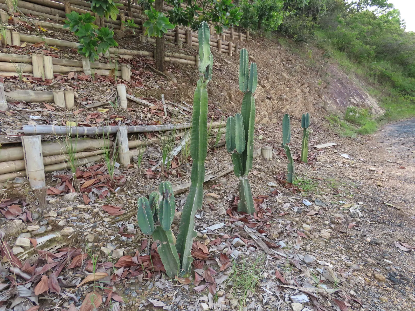 Blue Cereus (Cereus Hexagonus) — Ideal for dry, well-drained areas, it requires minimal maintenance and full sun exposure