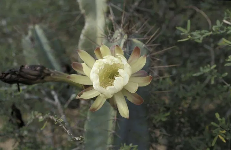 Blue Cereus (Cereus Hexagonus) — They are followed by edible