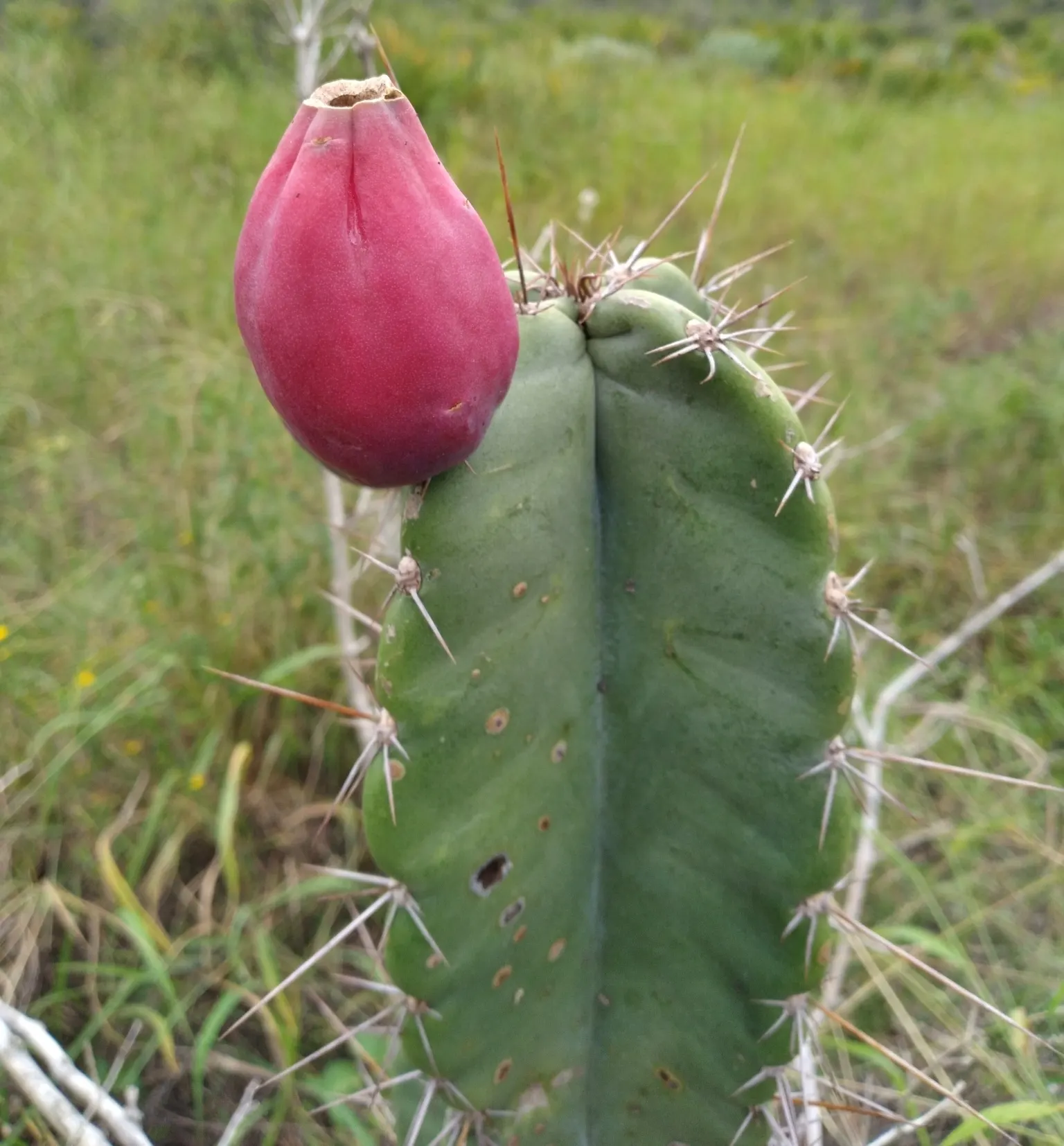 Blue Cereus (Cereus Hexagonus) — which makes it versatile for various landscape settings; waxy skin and six to eight pronounced ribs running the length of each