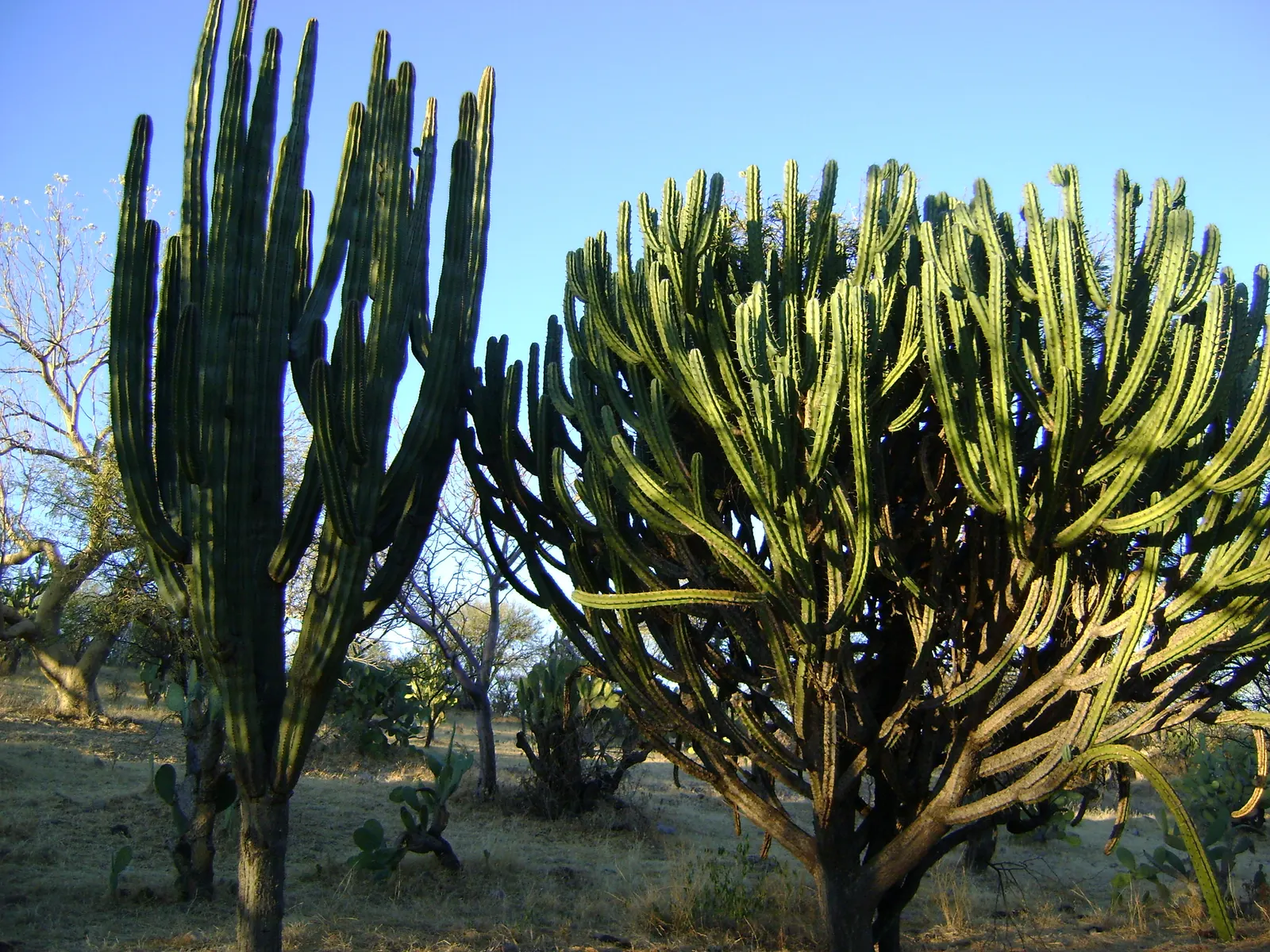 Blue Cereus (Cereus Hexagonus) — waxy skin and six to eight pronounced ribs running the length of each column make it an eye-catching addition