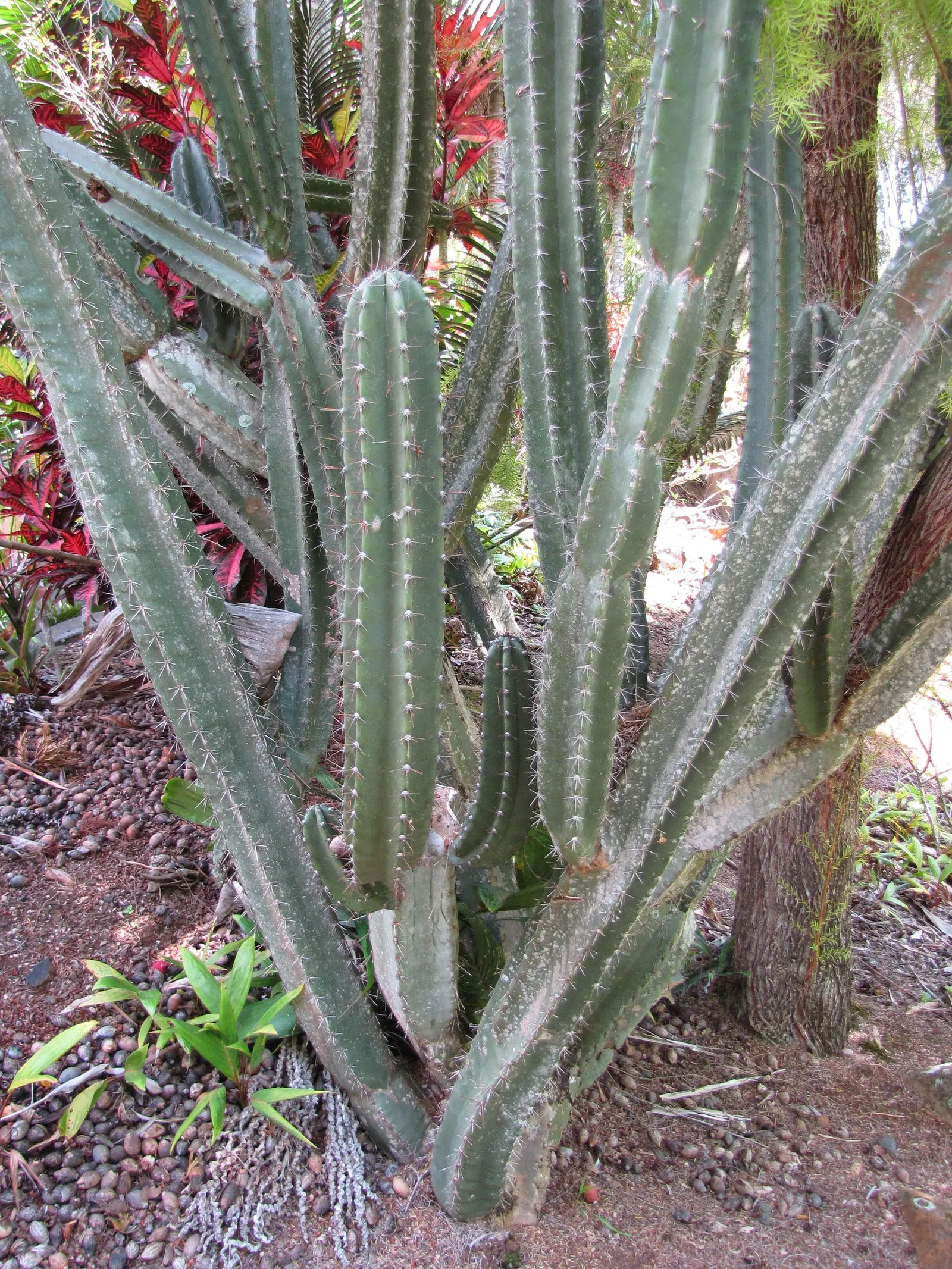 Blue Cereus (Cereus Hexagonus) — this cactus is suitable for USDA hardiness zones 9 through 11; also known as the Lady of the Night, image 60
