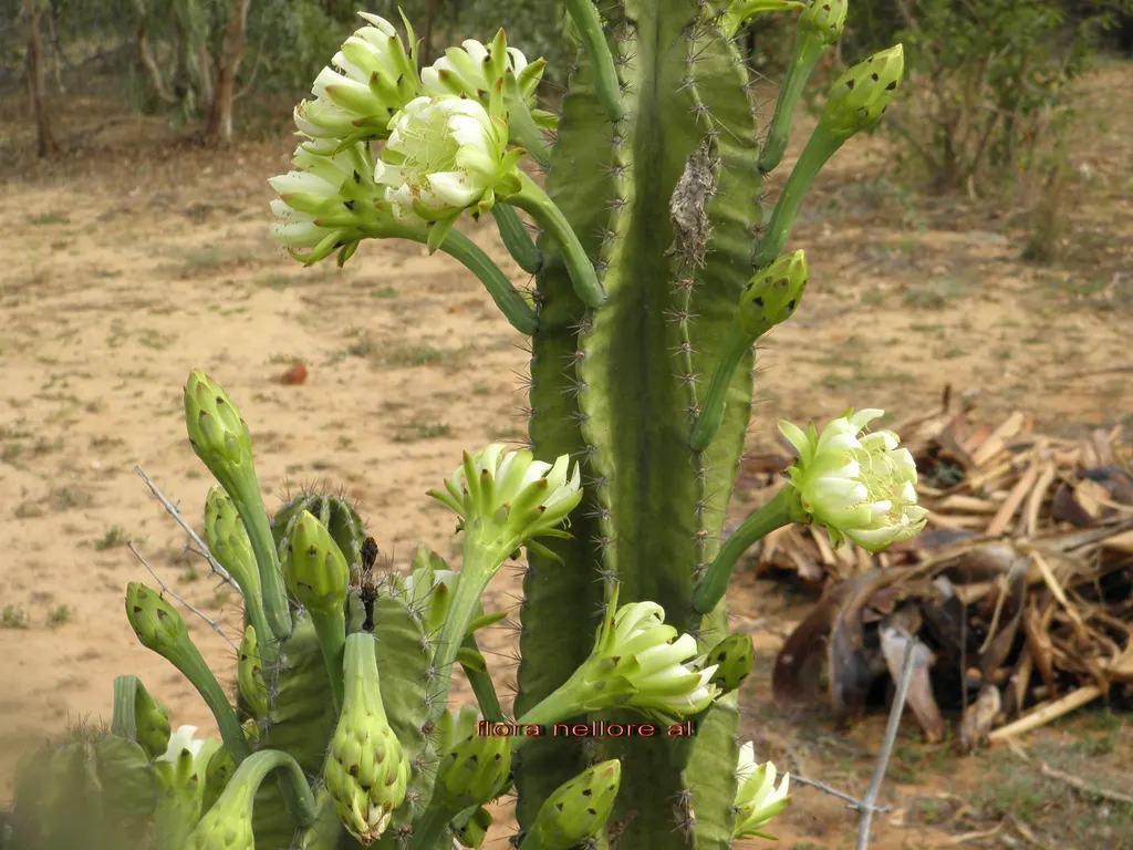 Blue Cereus (Cereus Hexagonus) — Originating from the tropical rainforests of South America; minimal watering is needed, as the cactus is drought-tolerant