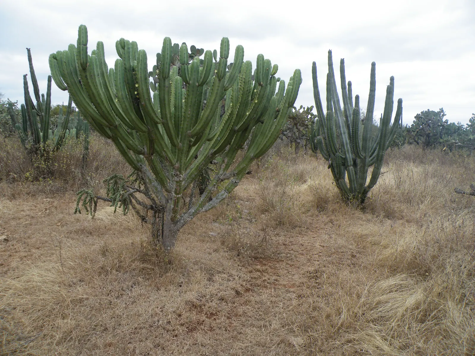 Blue Cereus (Cereus Hexagonus) — which makes it versatile for various landscape settings