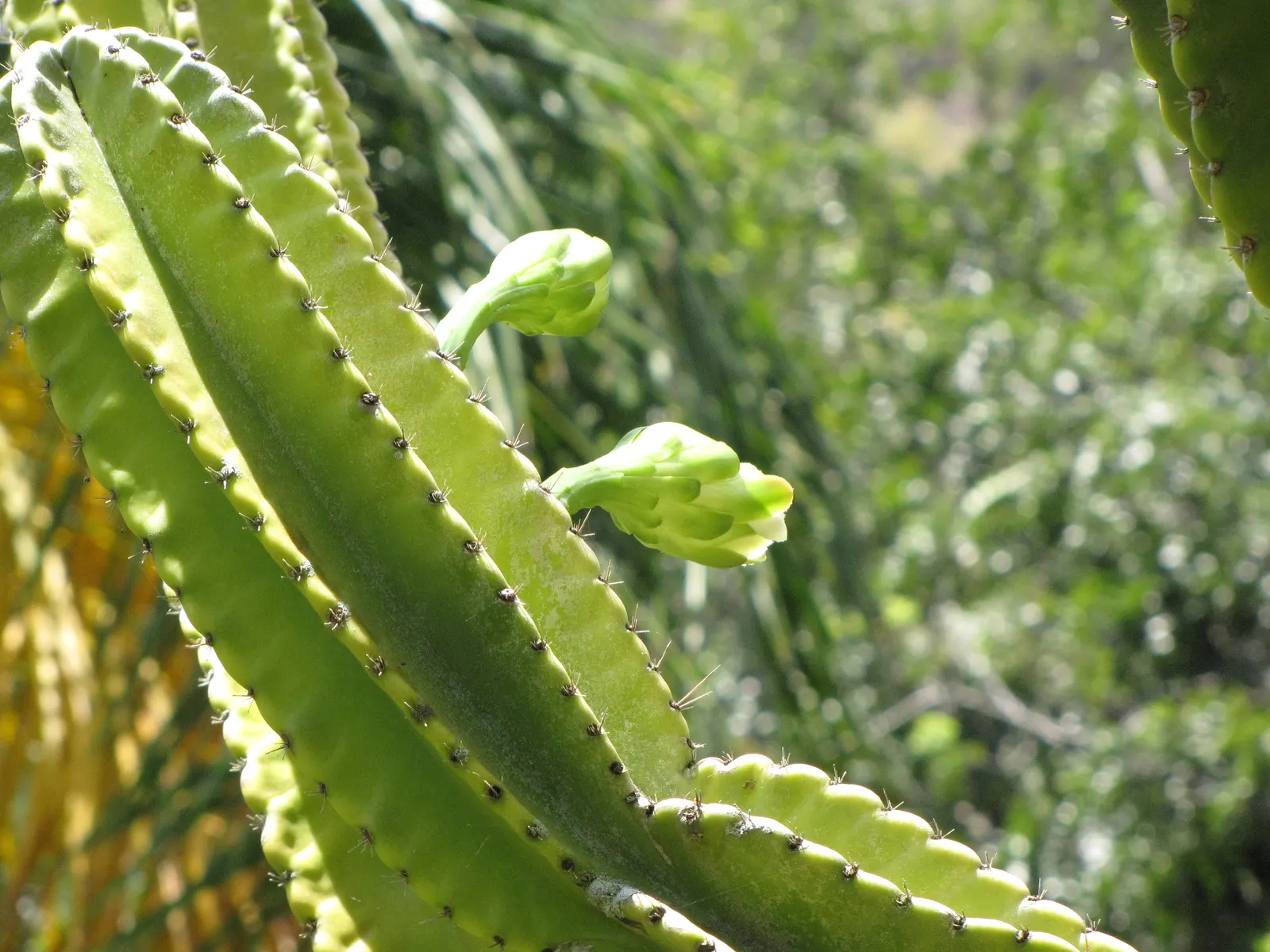 Blue Cereus (Cereus Hexagonus) — Ideal for dry, well-drained areas, it requires minimal maintenance and full sun exposure; cactus with white blooms, image 56