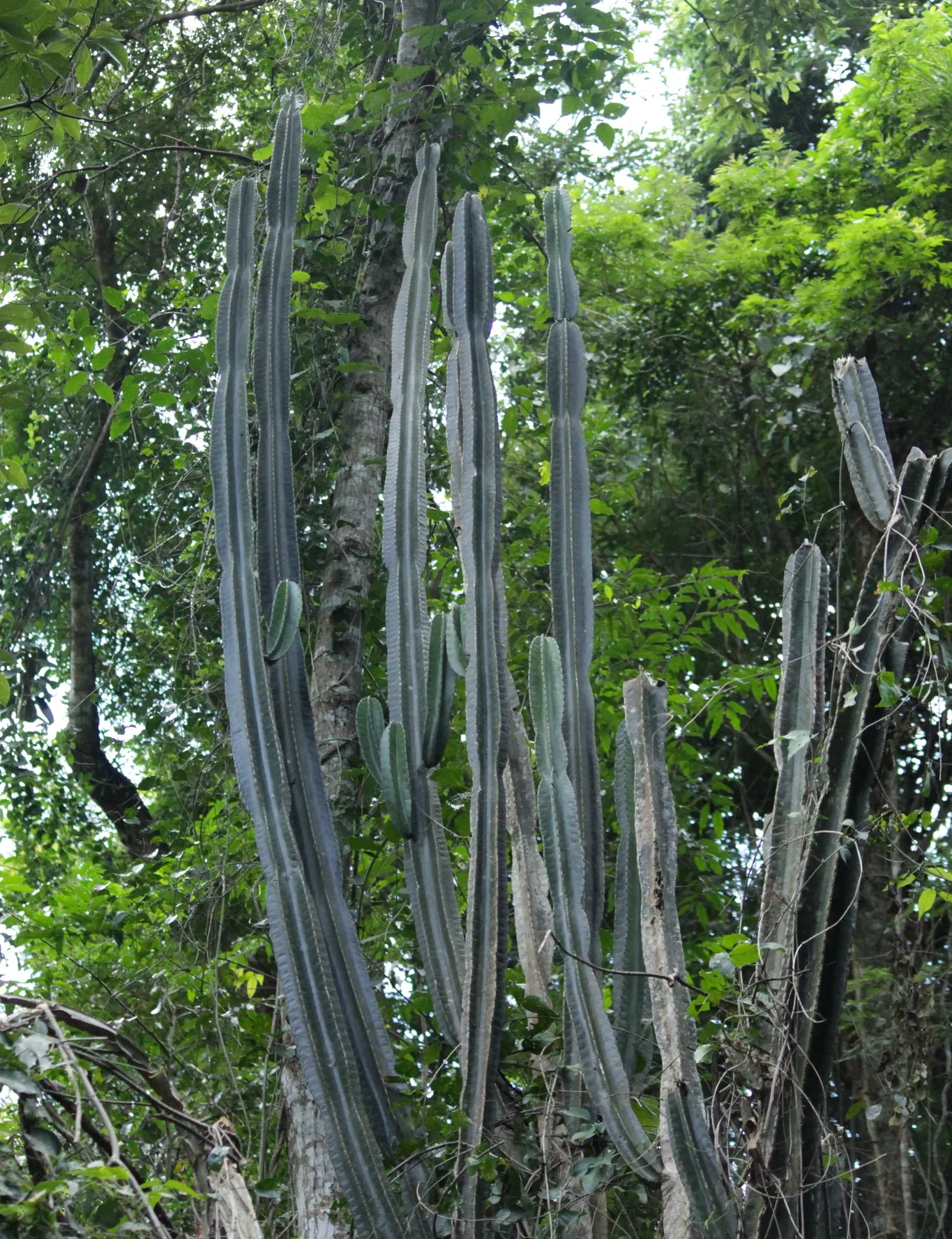 Blue Cereus (Cereus Hexagonus) — Ideal for dry, well-drained areas, it requires minimal maintenance and full sun exposure; cactus with white blooms